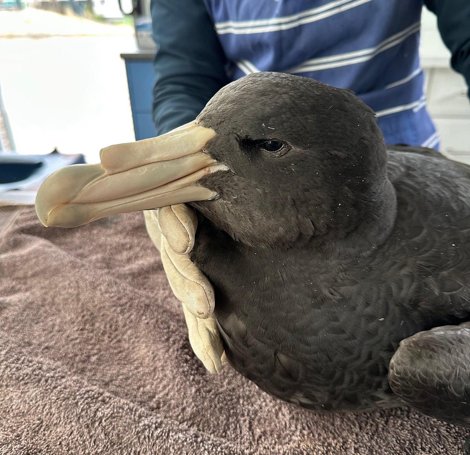 A northern giant petrel rescued from a WA beach. 