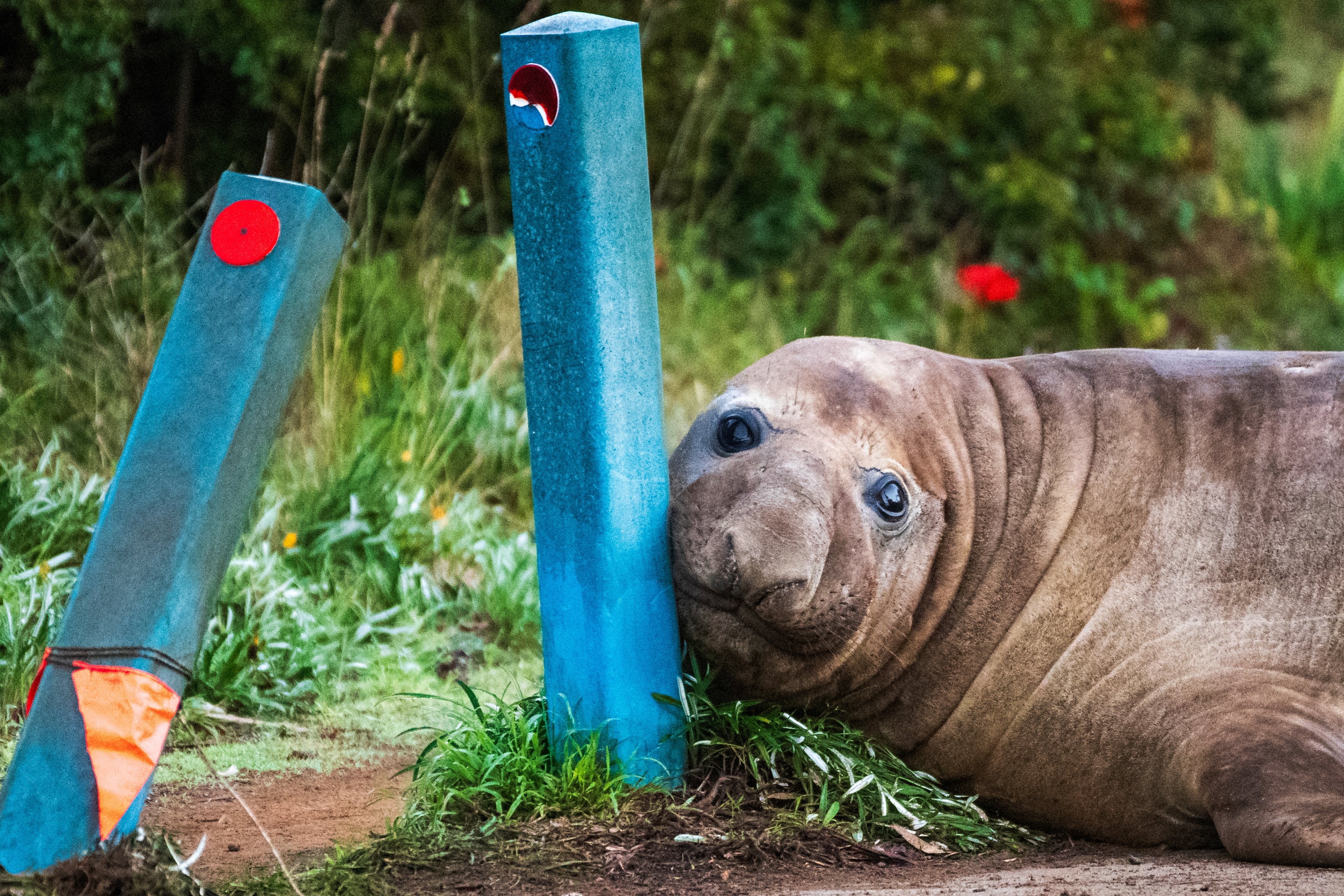 Neil the seal making short work of bollards during his Tasmanian break.