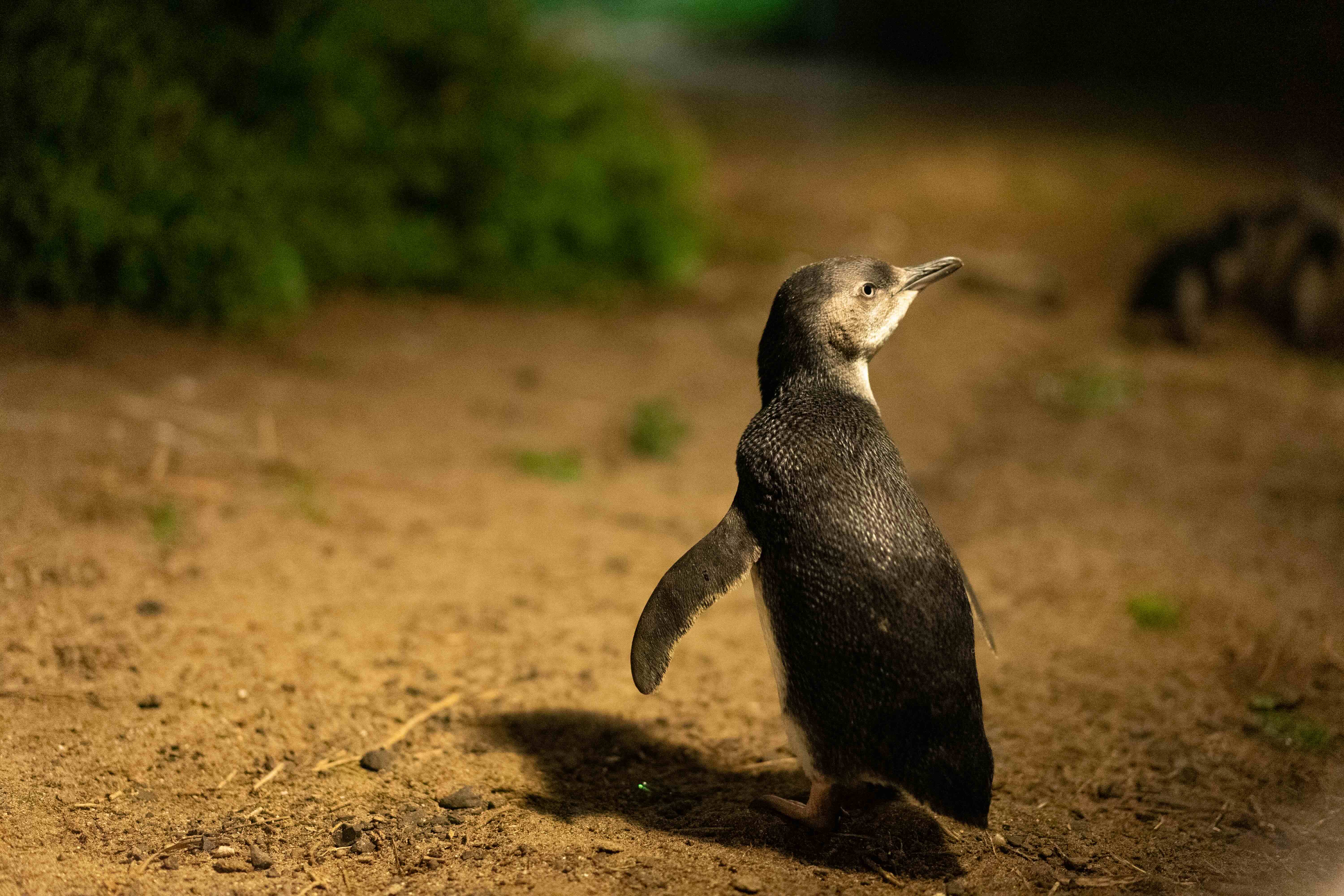 A little penguin on a beach.
