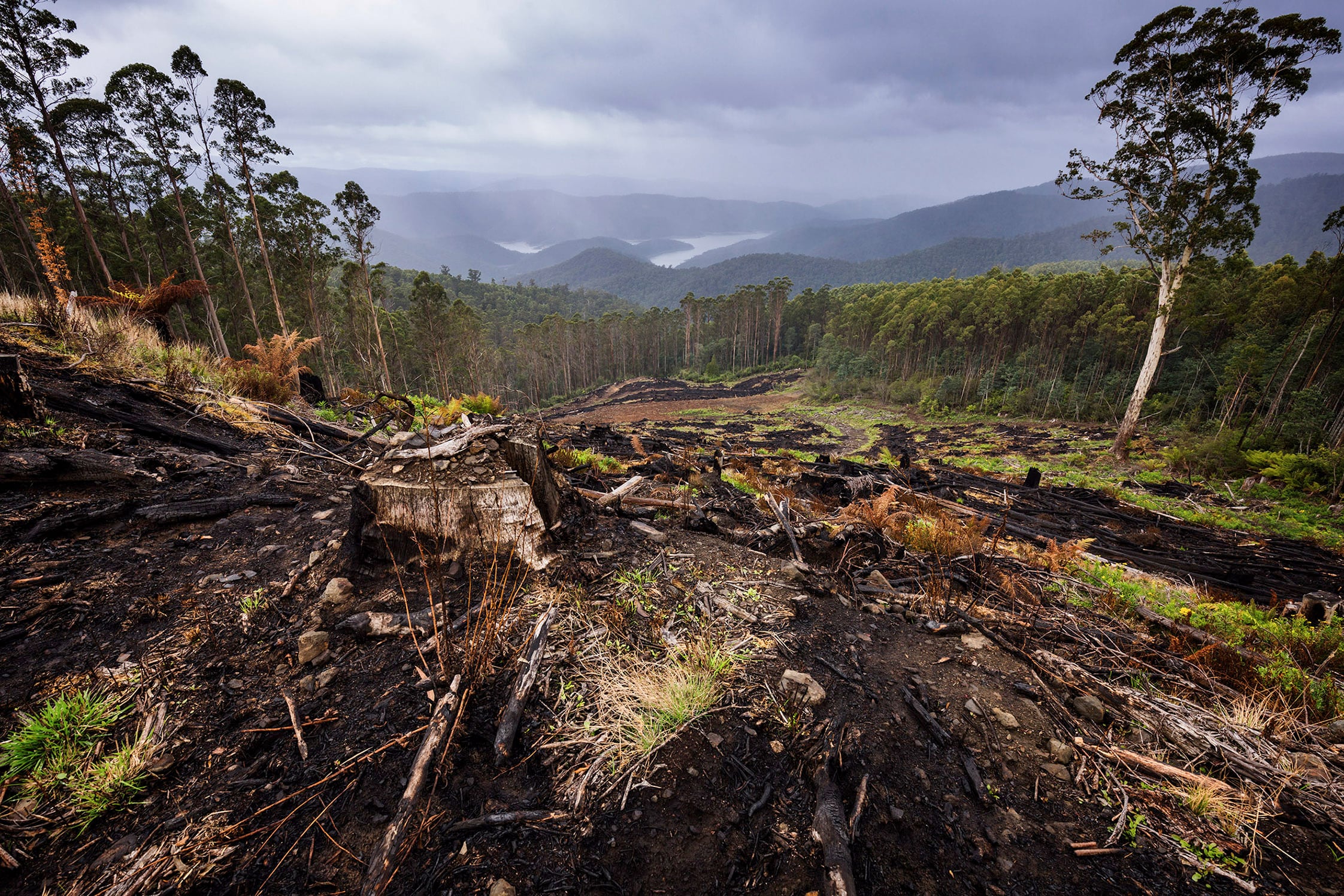 Logging at Thomson Dam.