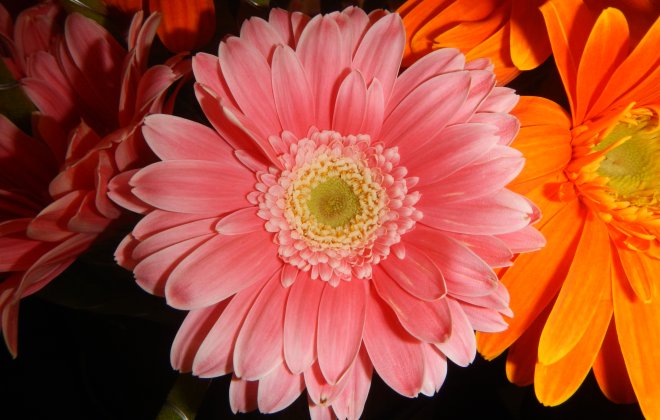 Gerberas
