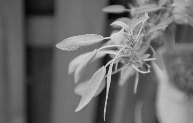 La vie des herbes