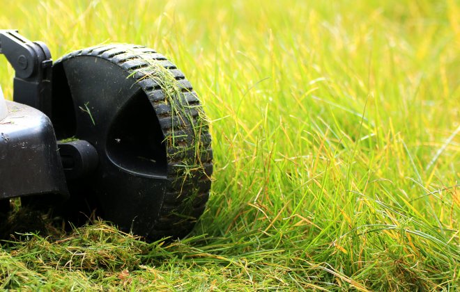 Grass