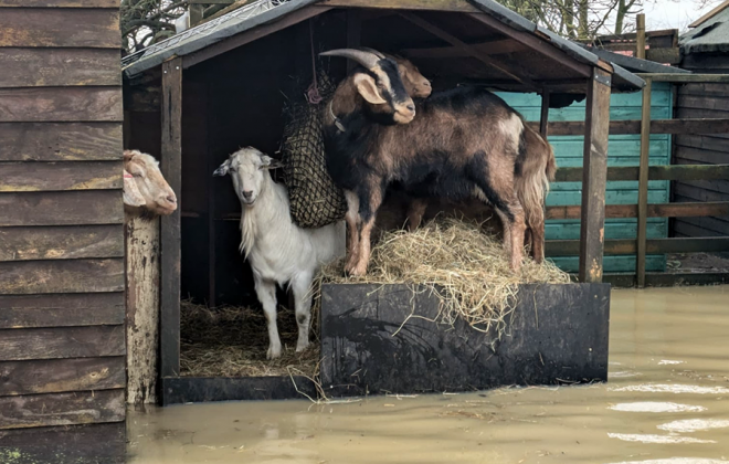 The flood goats