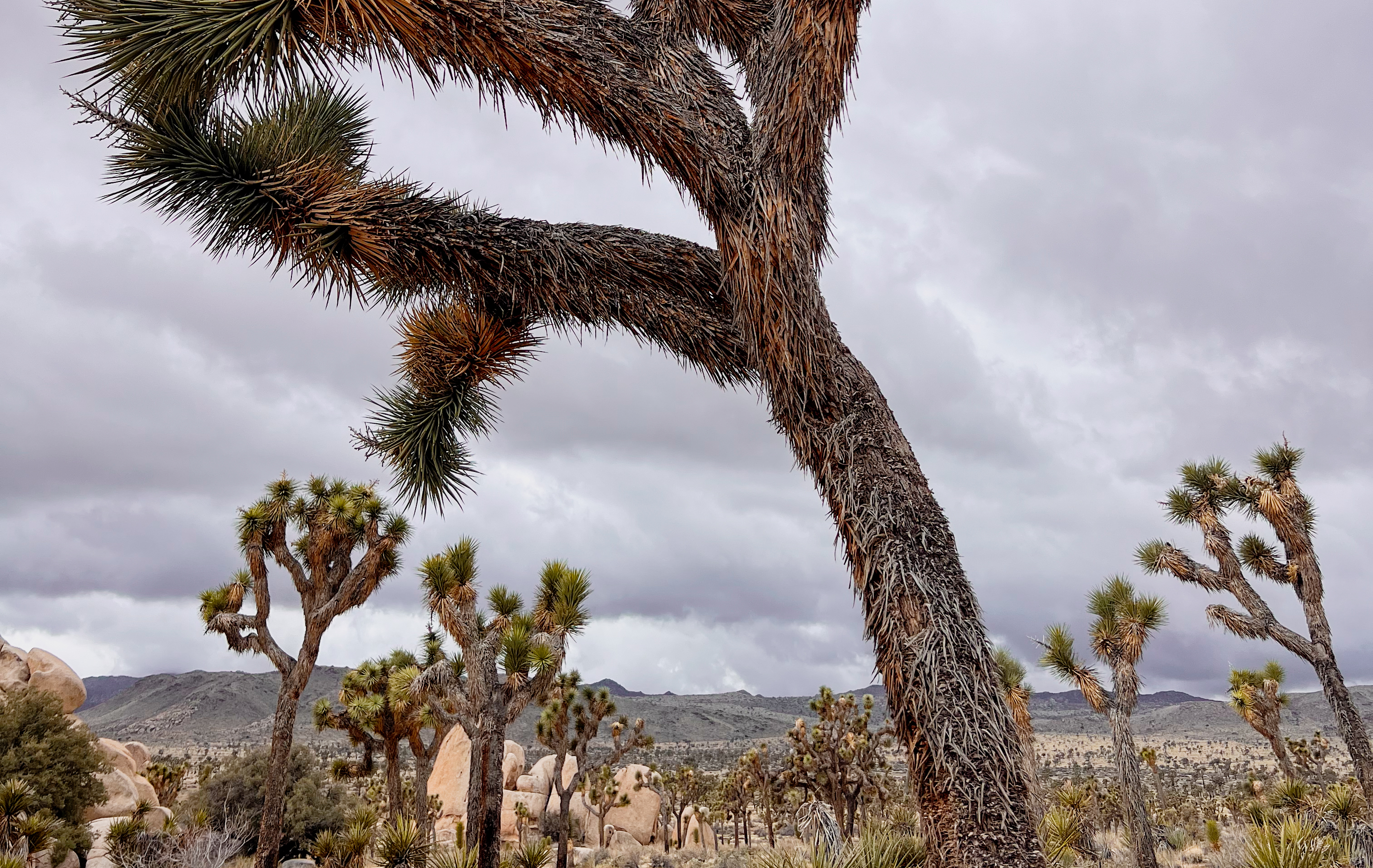 Joshua trees in the Mojave Desert.