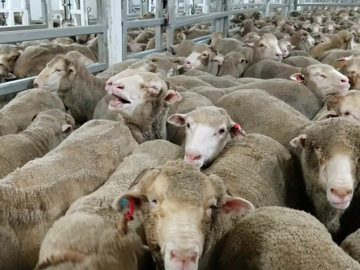 The system driving live animal exports