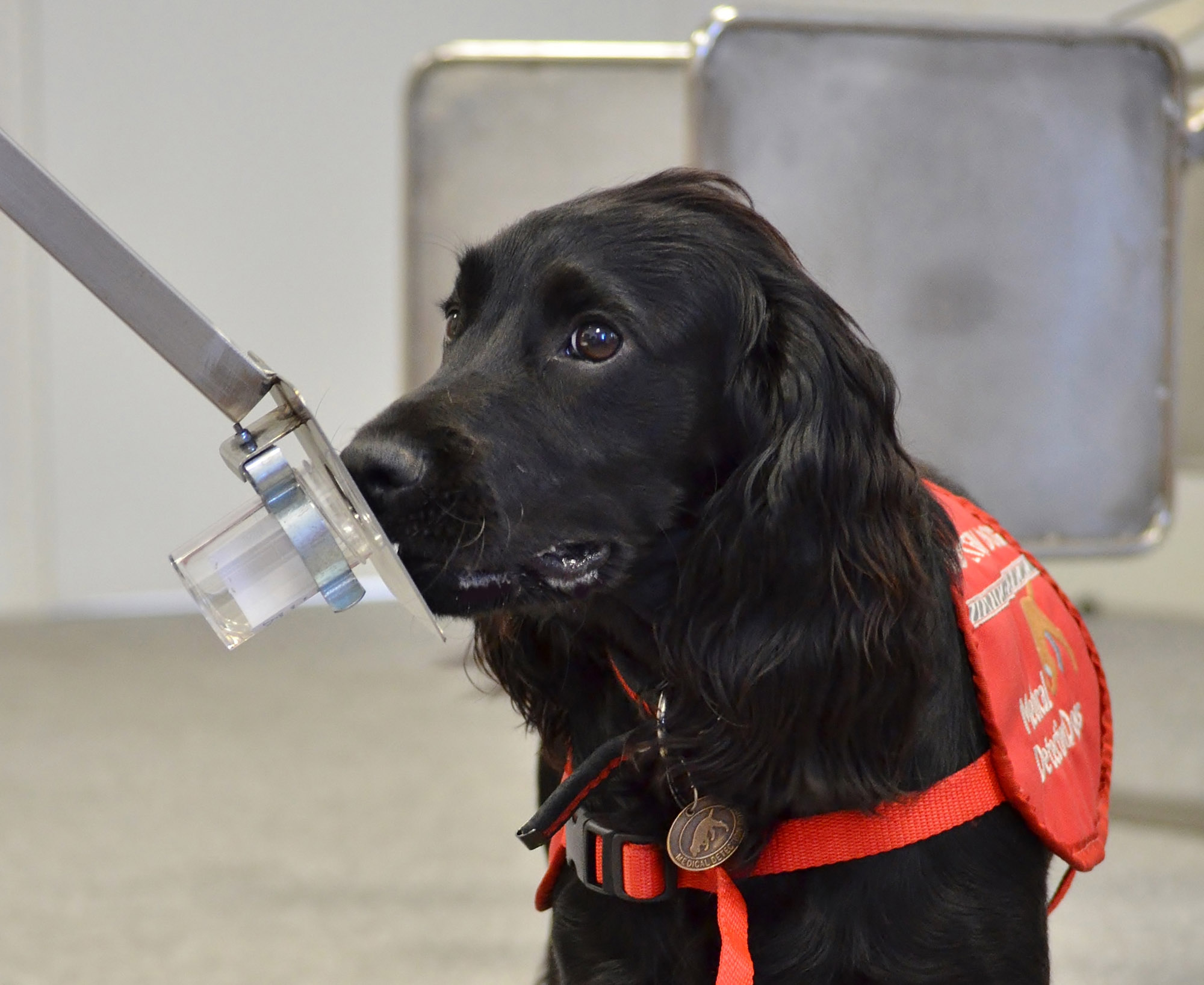 Using sniffer dogs to diagnose prostate and other cancers