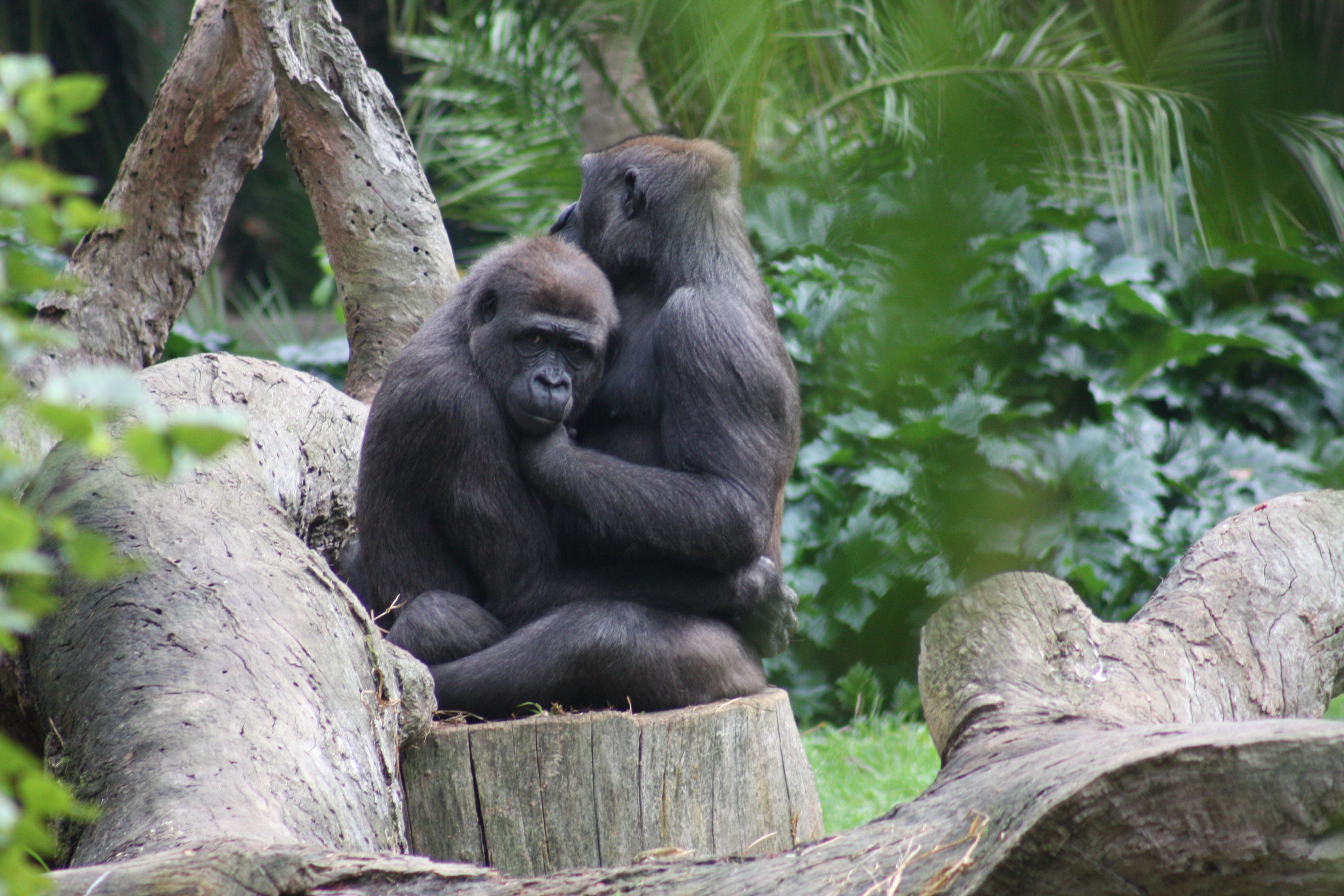 Zoos, conservation and the fight for de-extinction