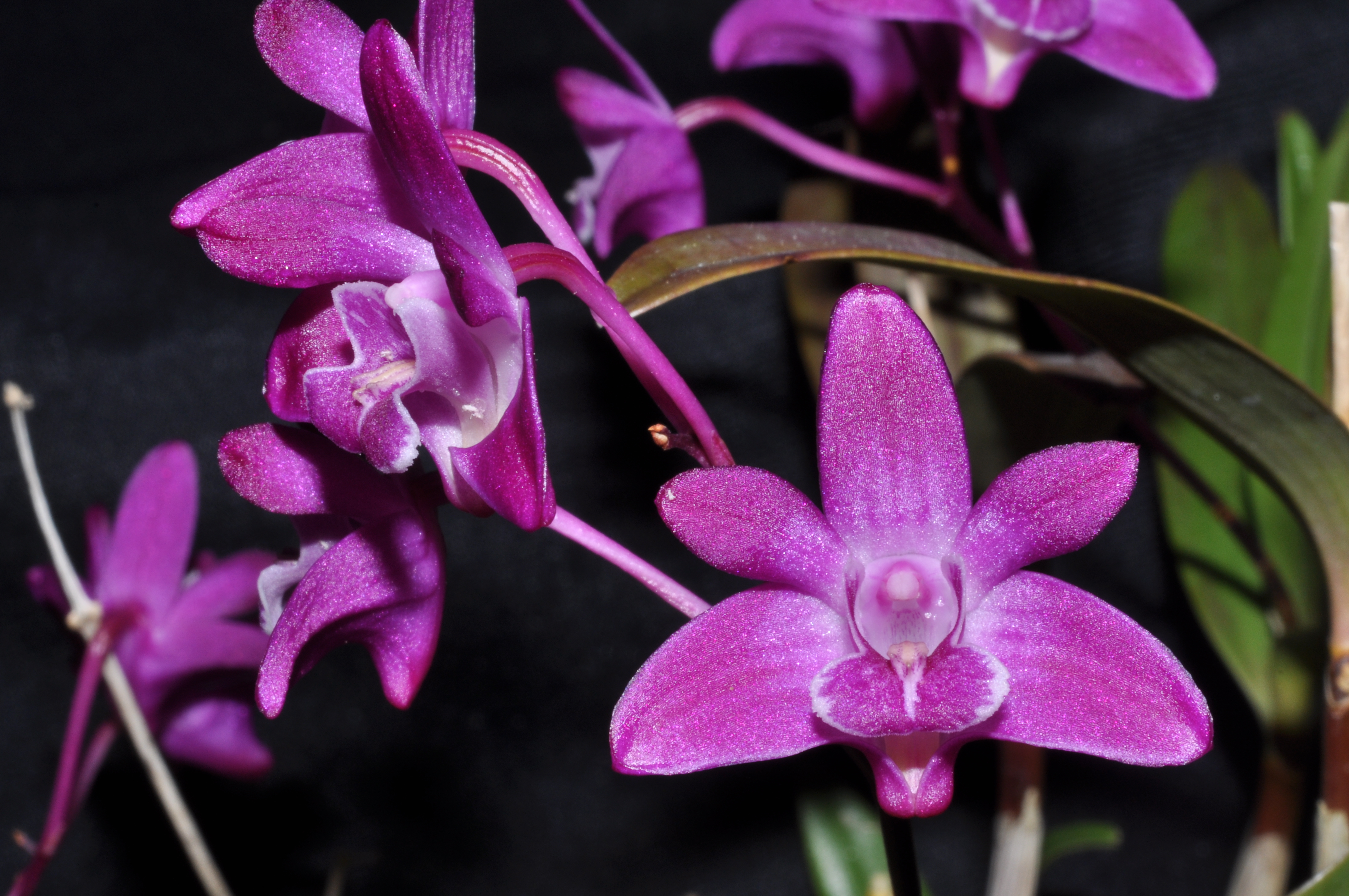 Cultivating native orchids