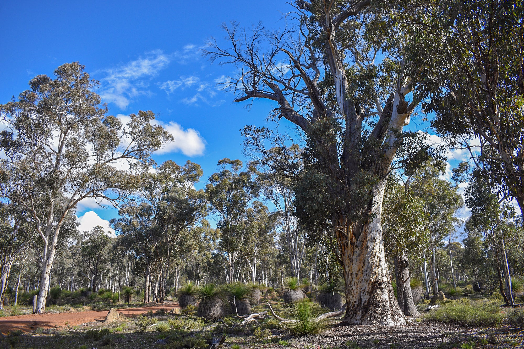 Australian bushland.