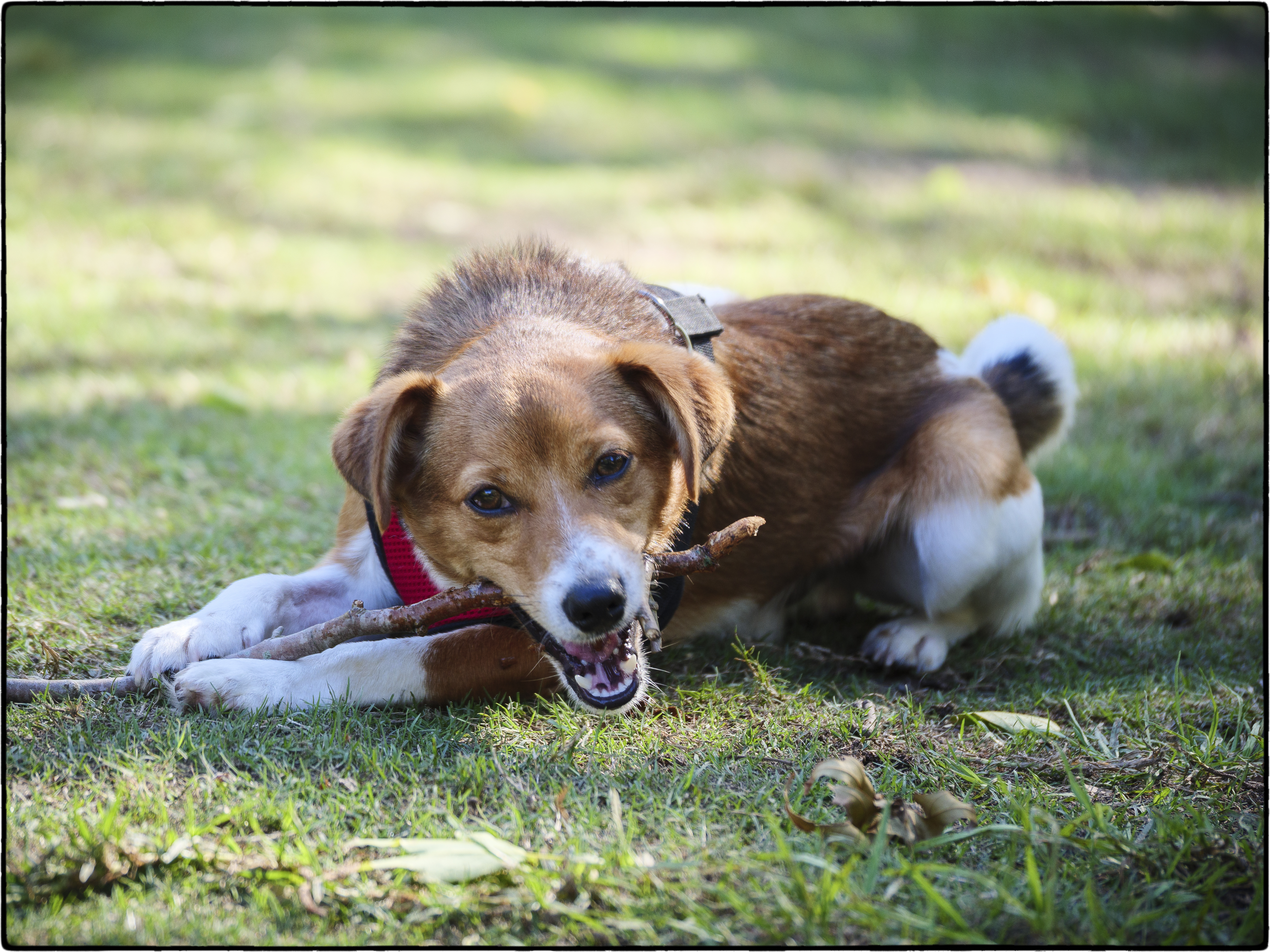 Pet adoption booms in lockdown