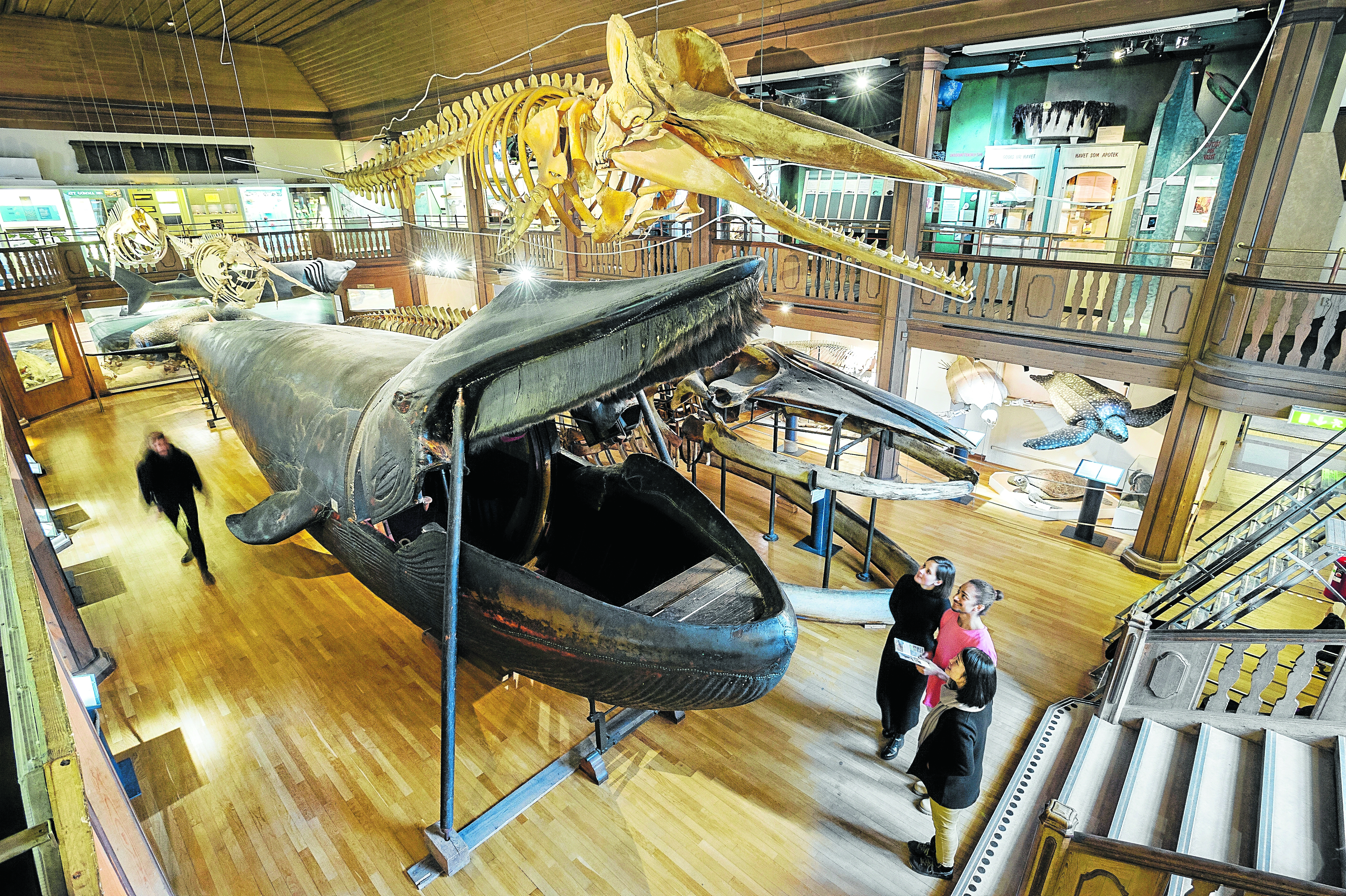 Gothenburg’s Malm Whale