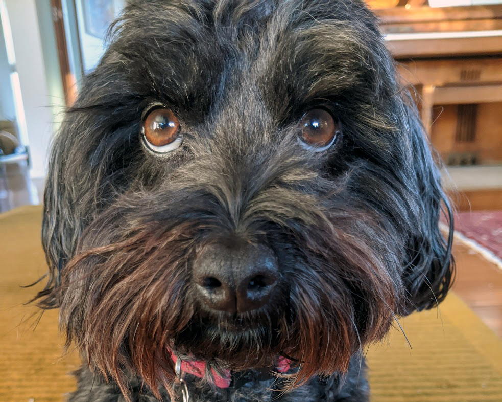 Archie the black dog.