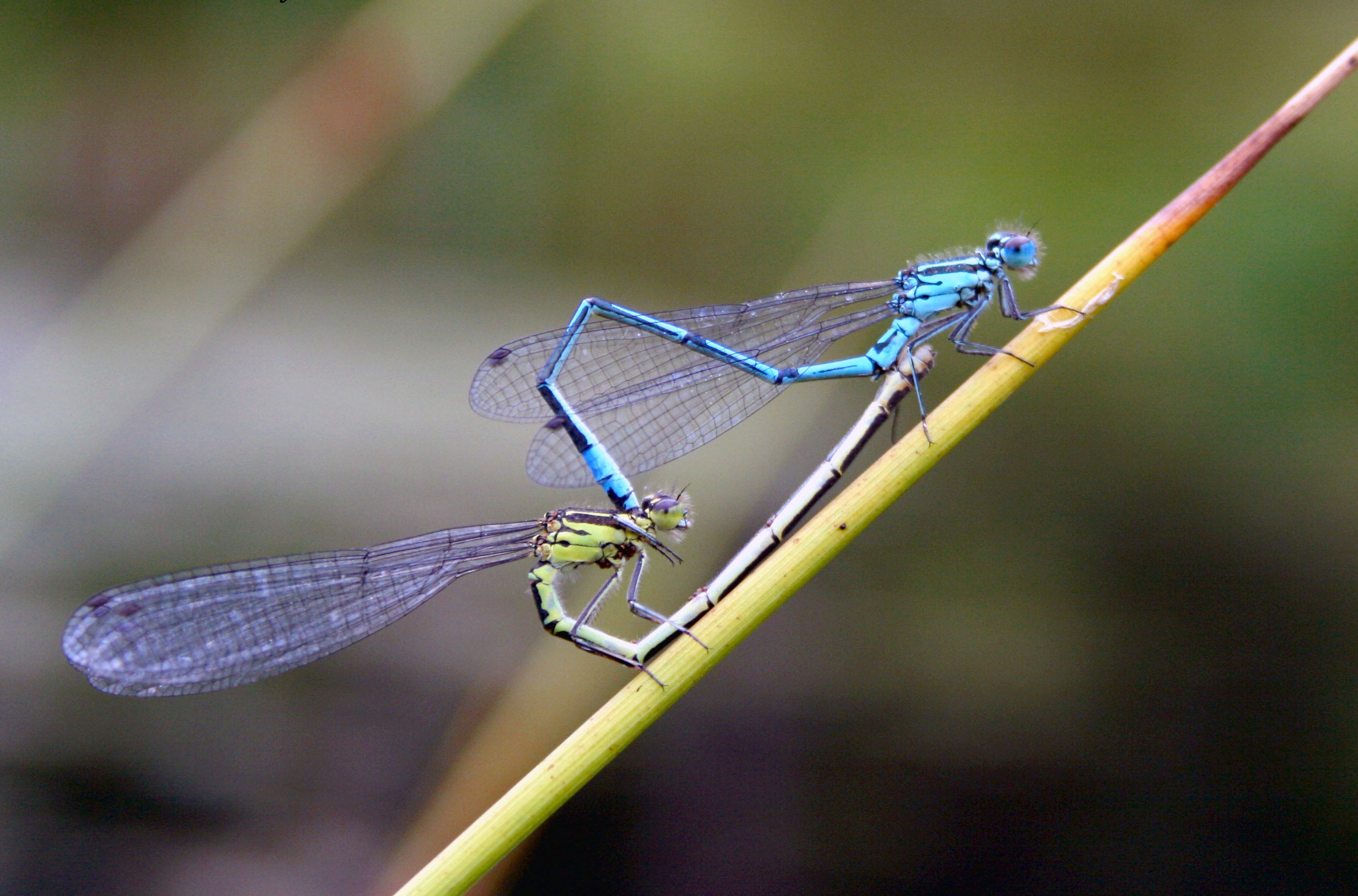 Insects teaching us about the birds and the bees