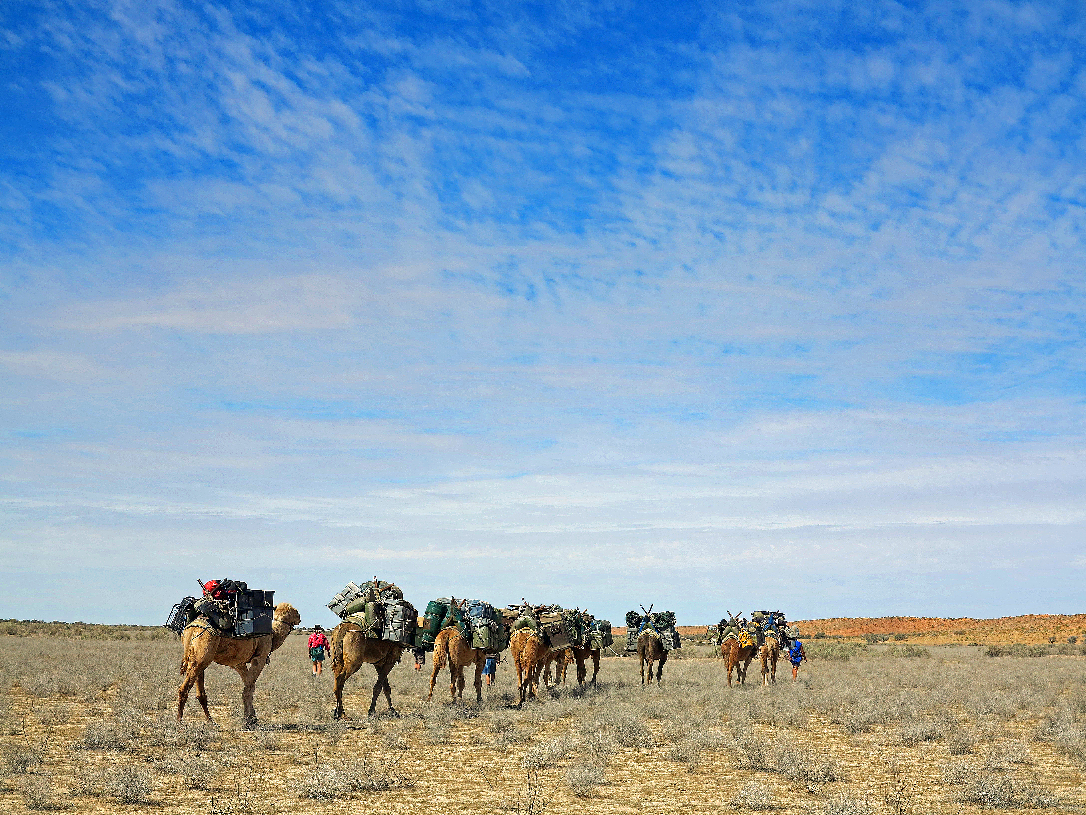 Across the Simpson Desert by camel
