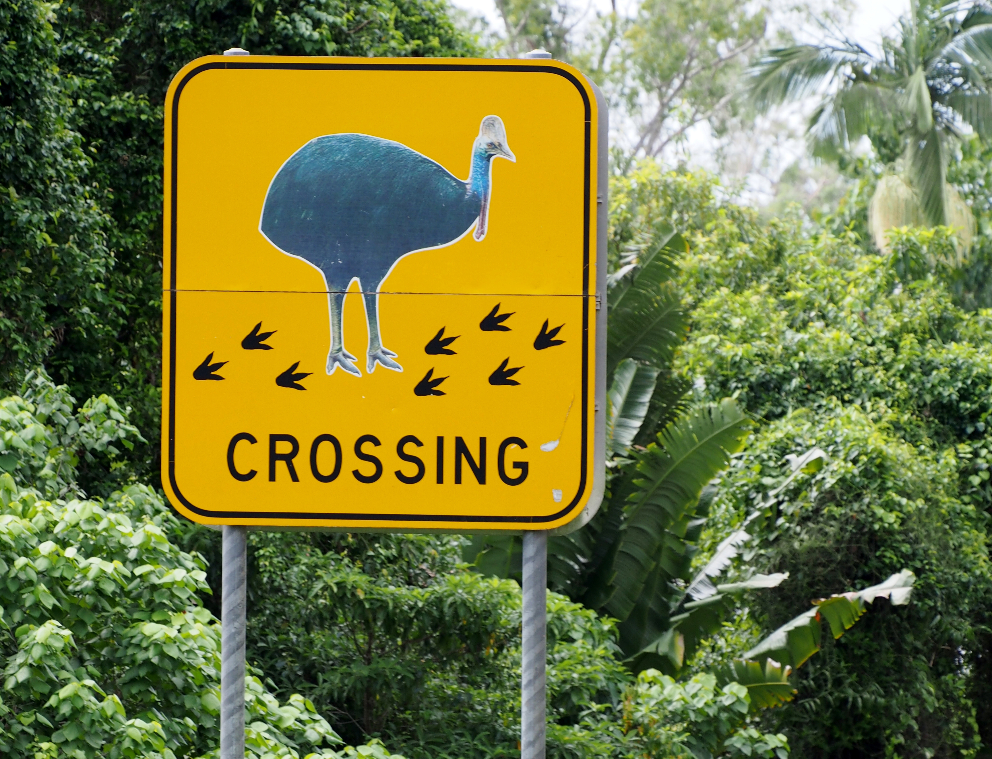 Threat to far north Queensland cassowaries a case for worry