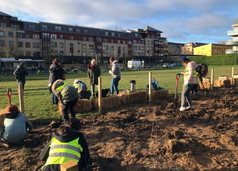 Urban Forests Belgium plant a Miyawaki microforest in Brussels.