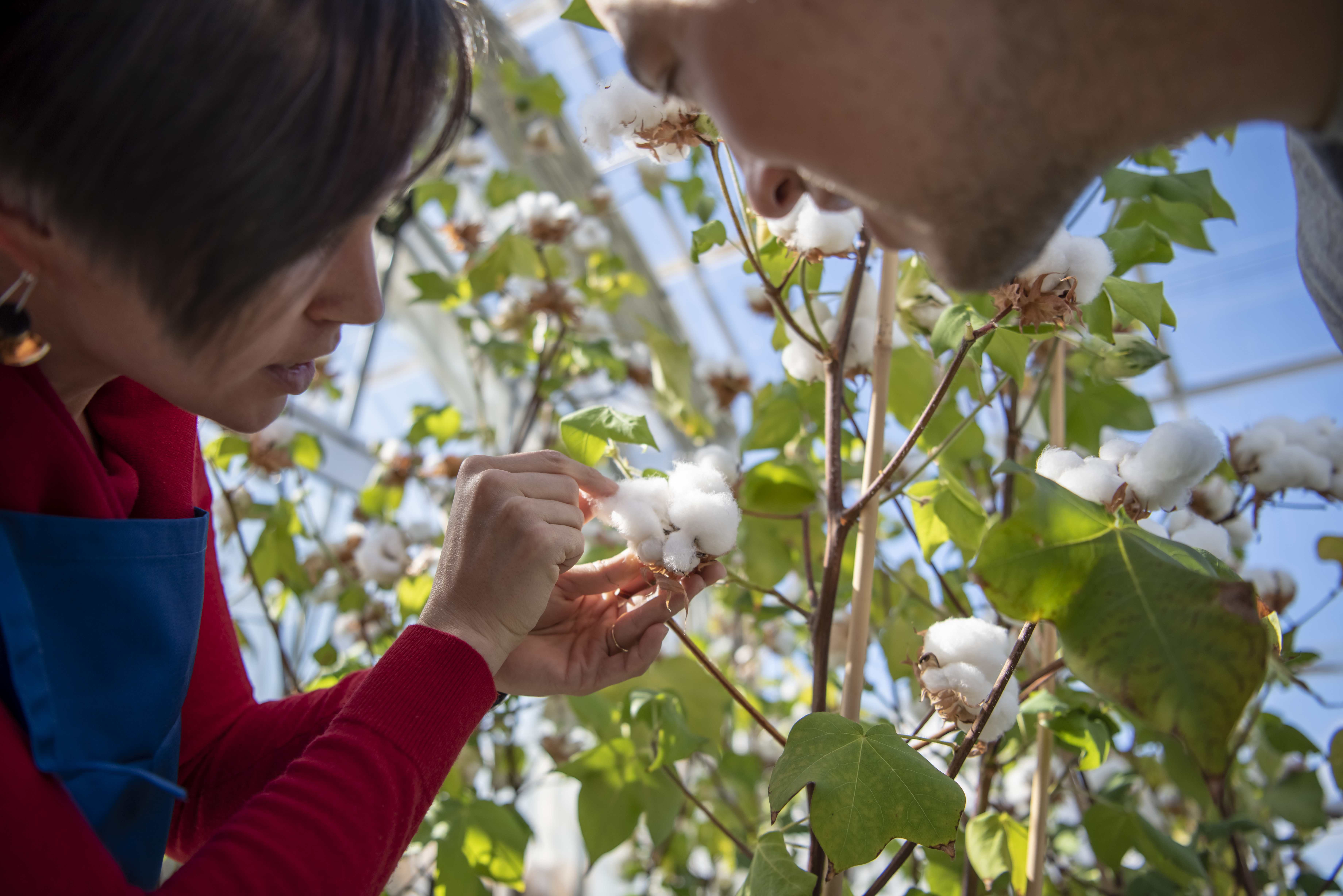 Can the cotton industry ever be sustainable in Australia?