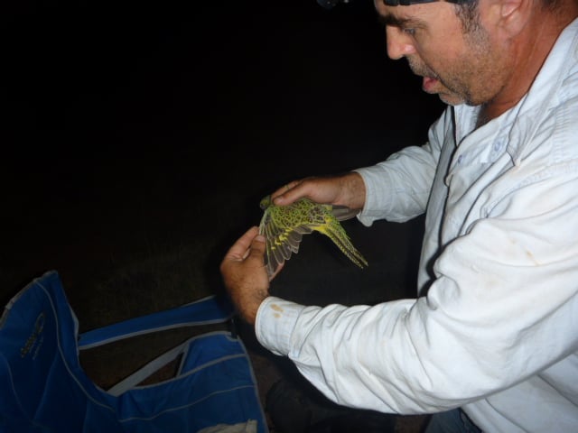 Ruffled feathers in battle to save night parrot