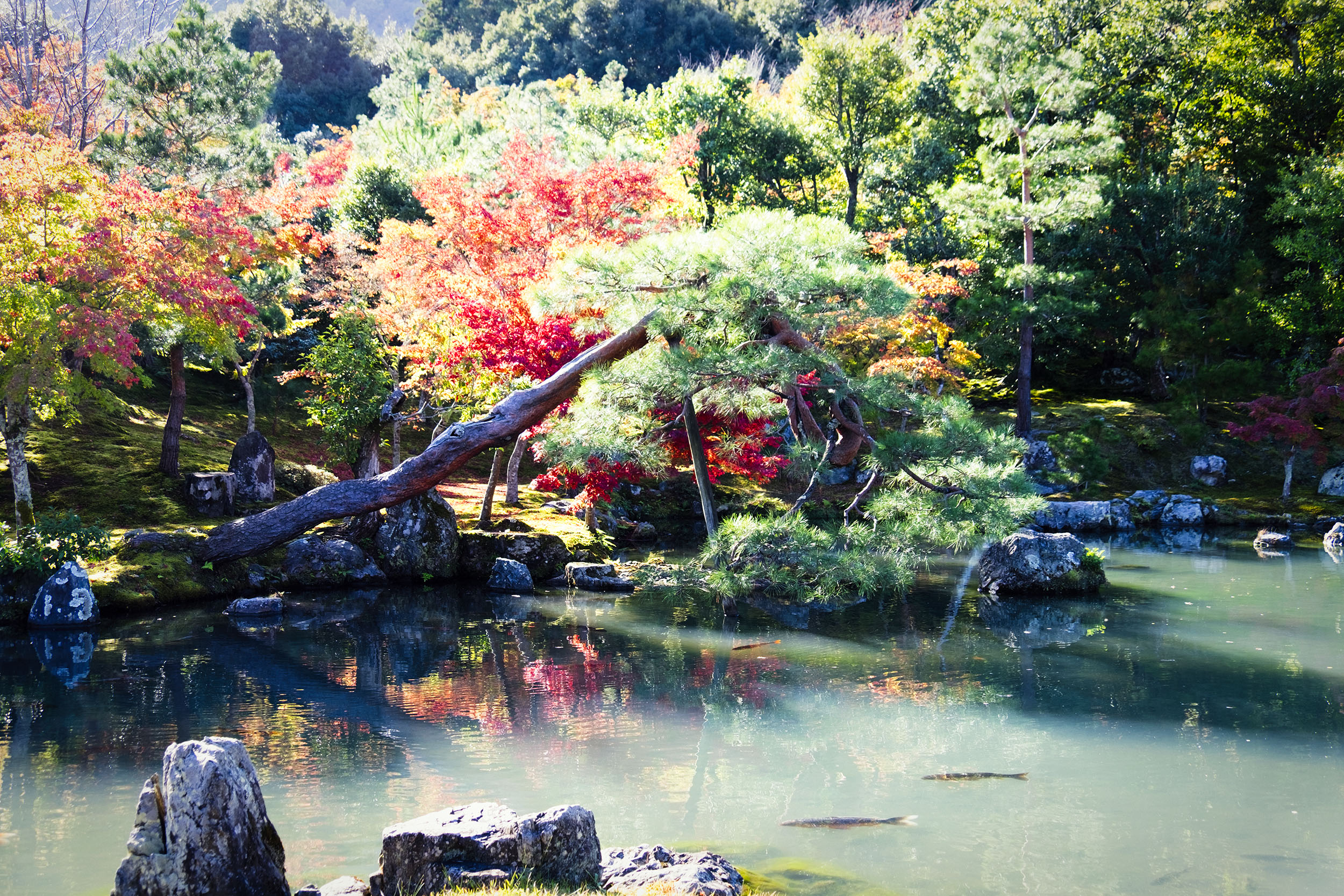 Finding beauty in Kyoto
