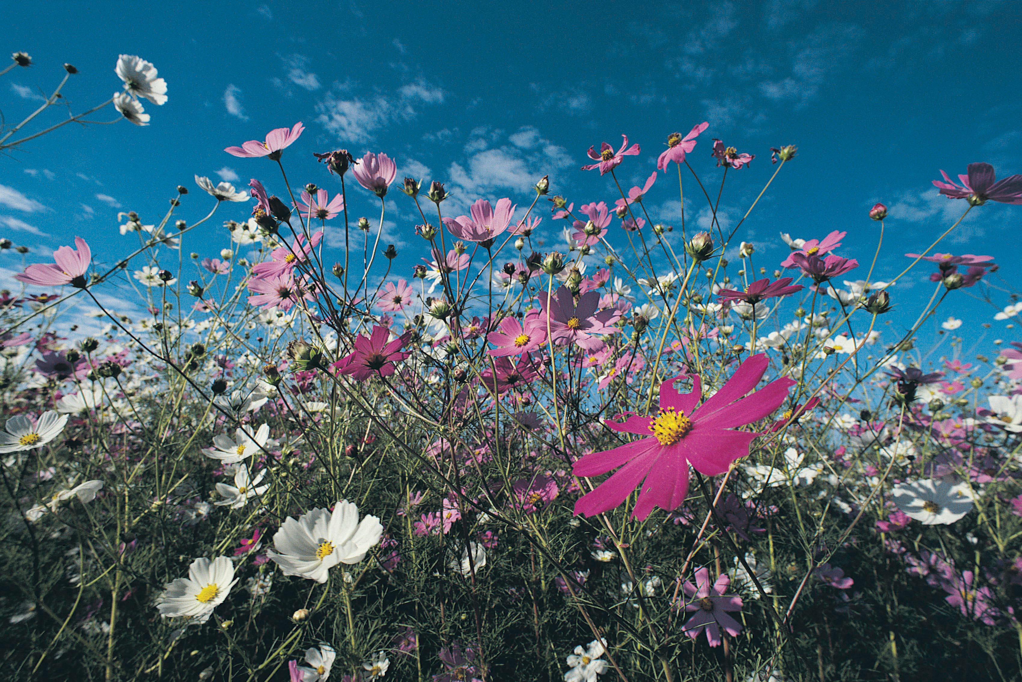 Flowers for summer