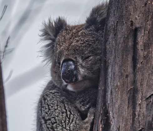 Saving endangered wildlife on Kangaroo Island 