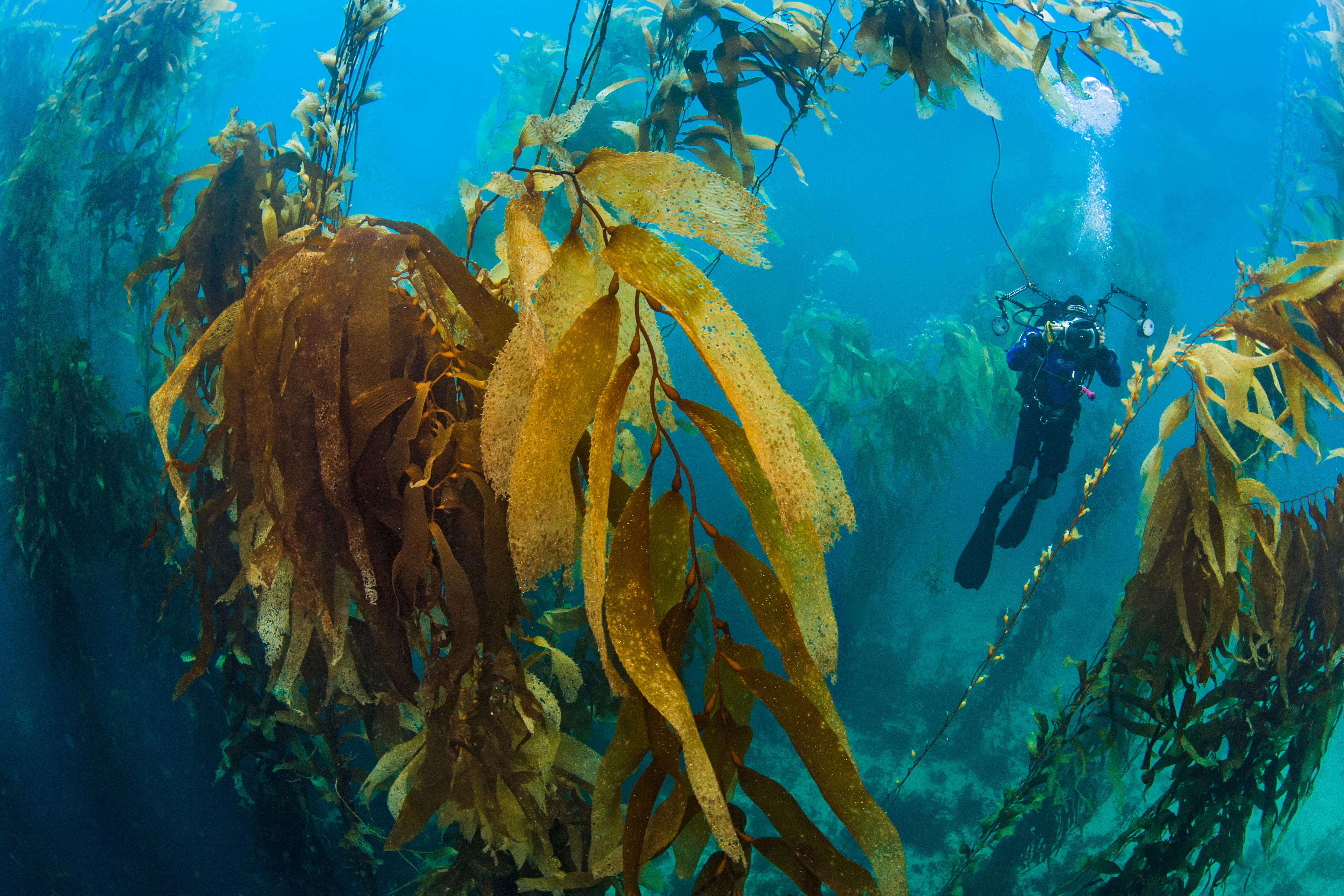A diver surrounded by kelp.