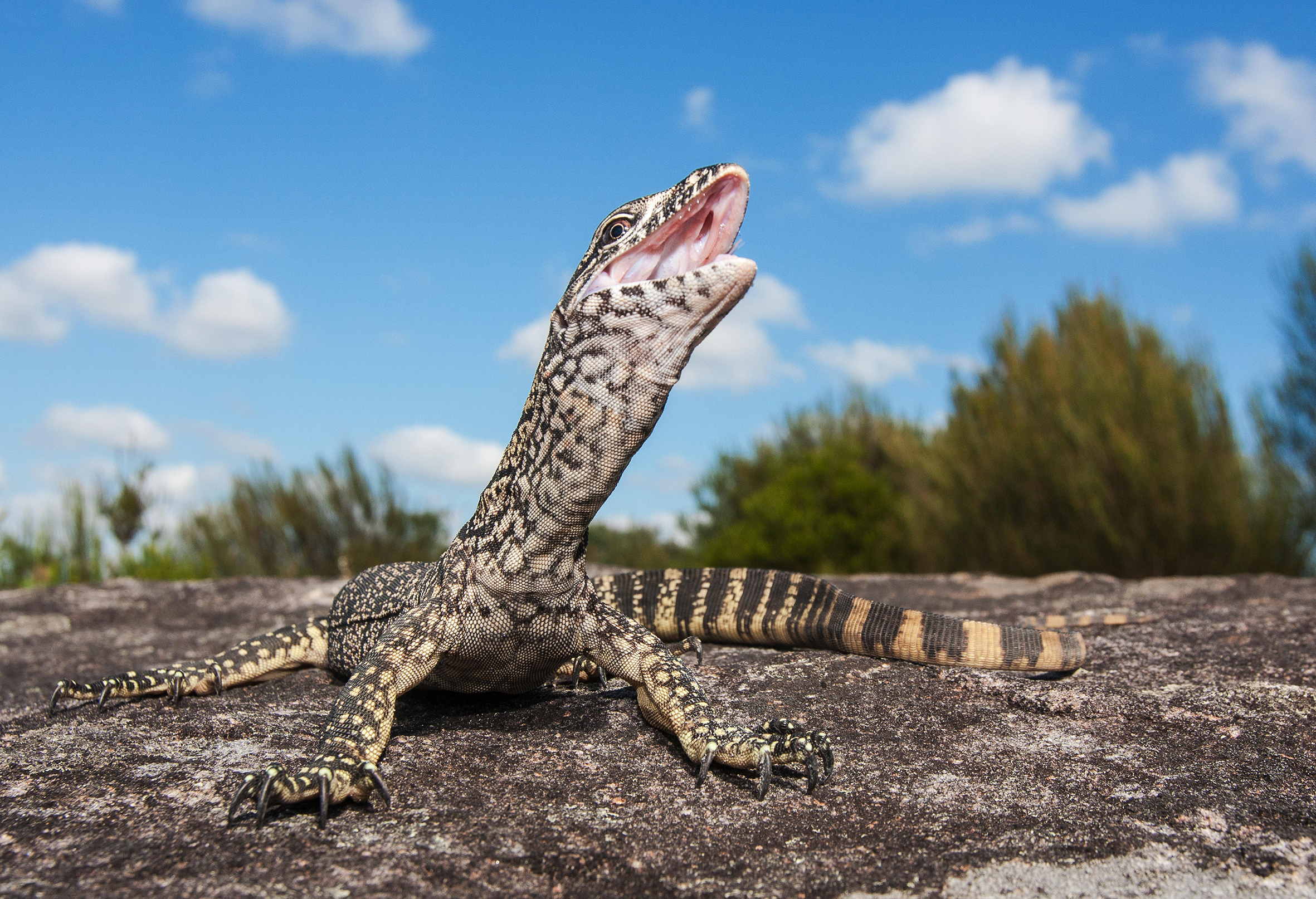 A goanna with its mouth open basks on a rock under a clear sky.