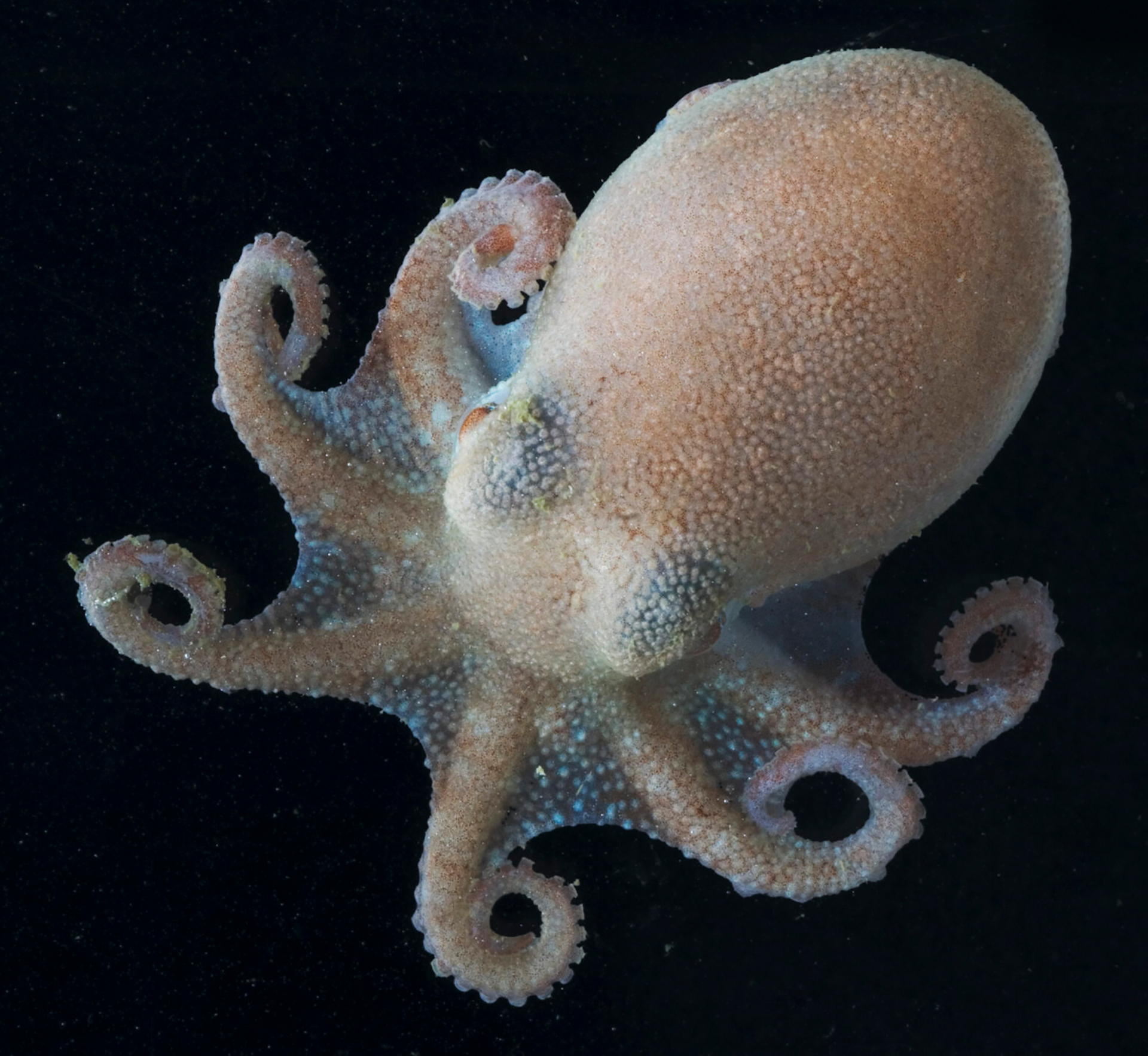 A pale octopus.