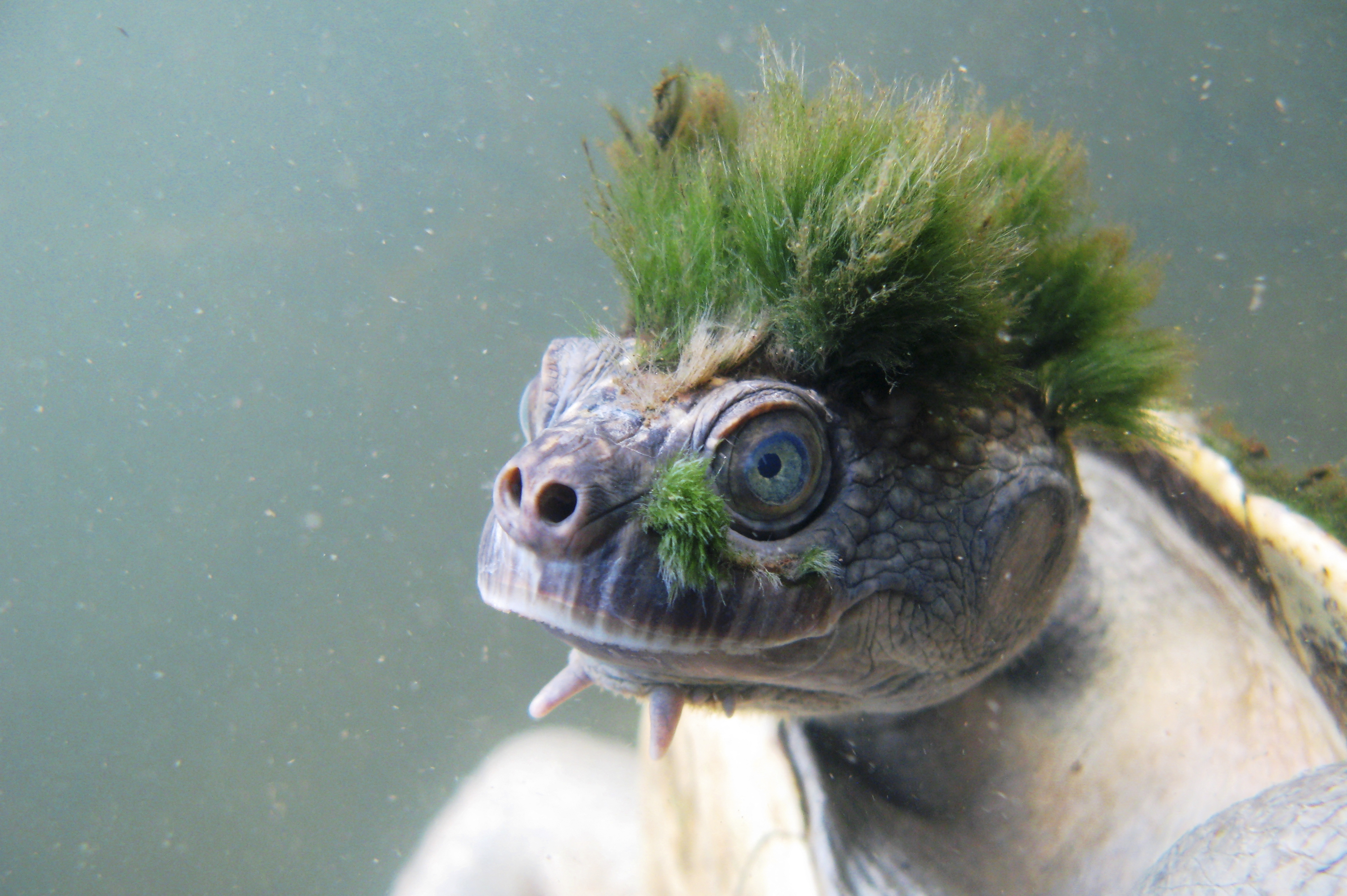 Fight to save ‘punk turtle’ hit by floods