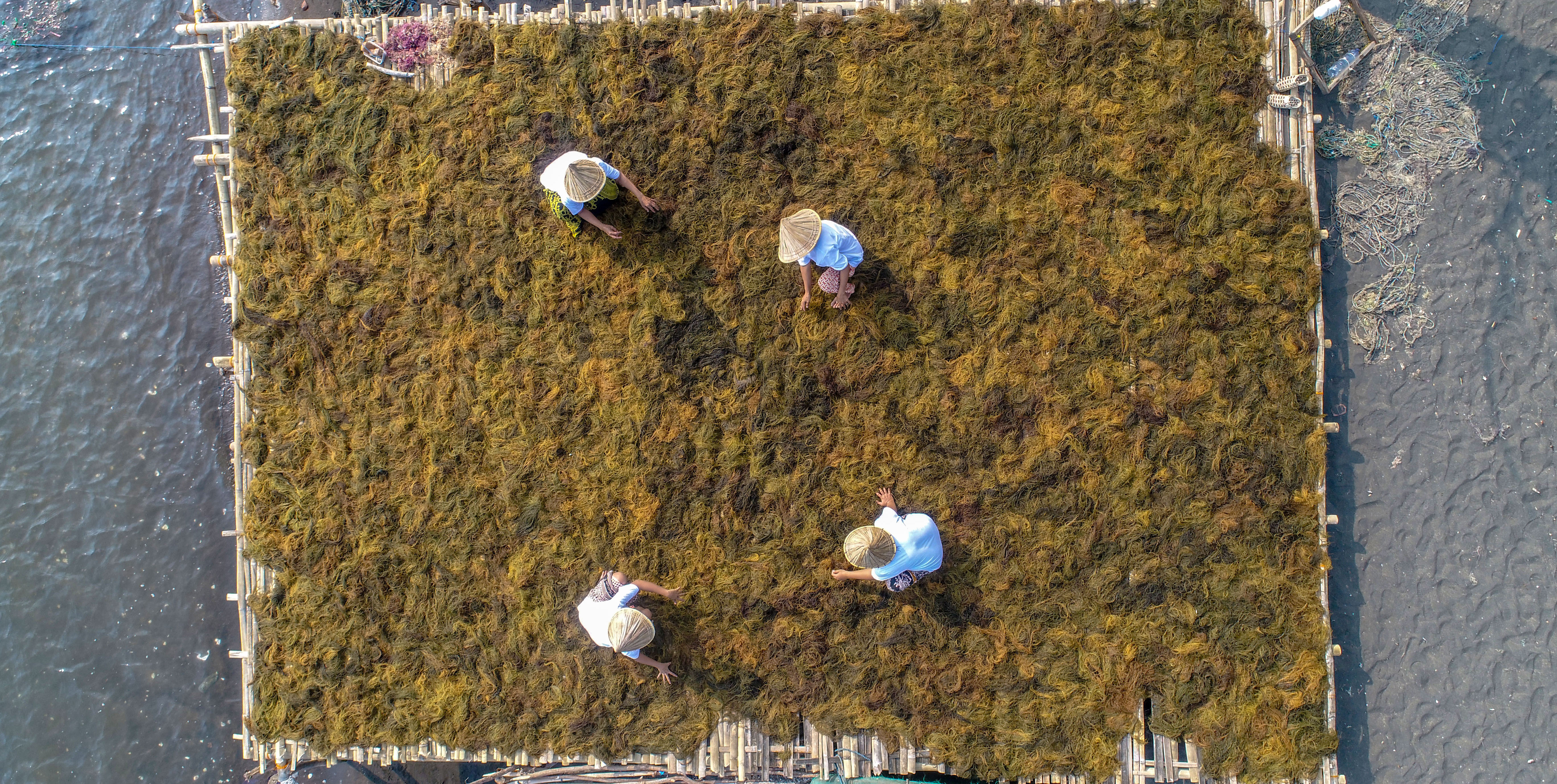 Uluu’s seaweed farmers in Indonesia. 