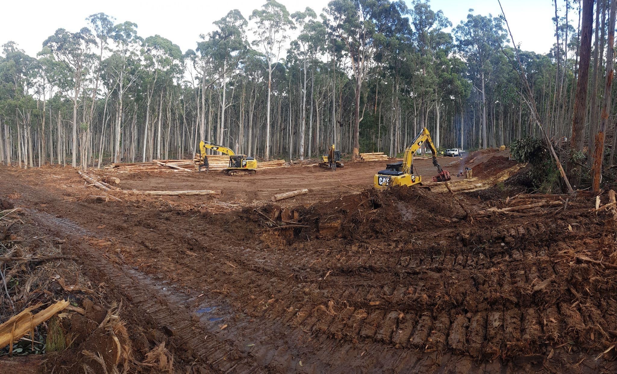 Loggers accused of Wombat forest ‘smash-up operation’