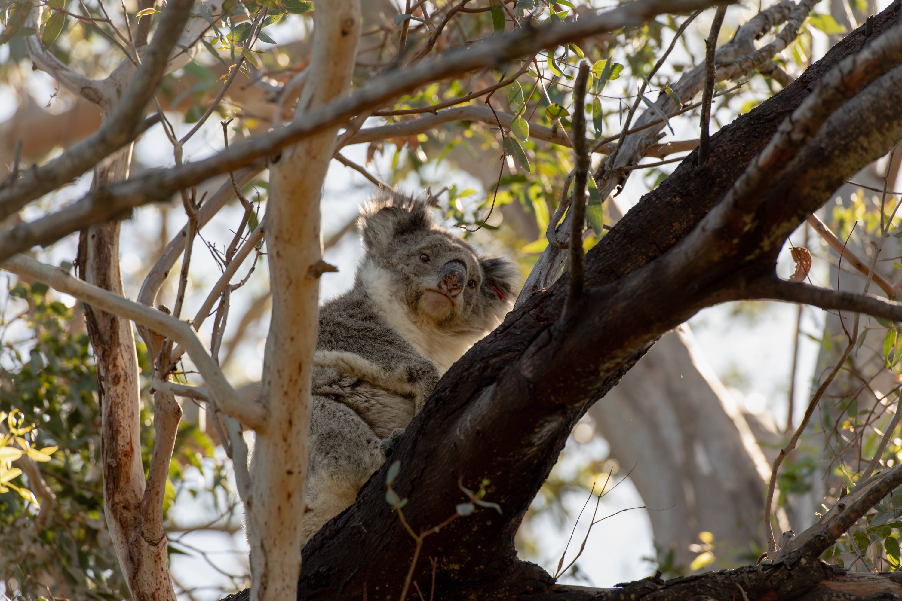 Starvation threatens koalas on French Island