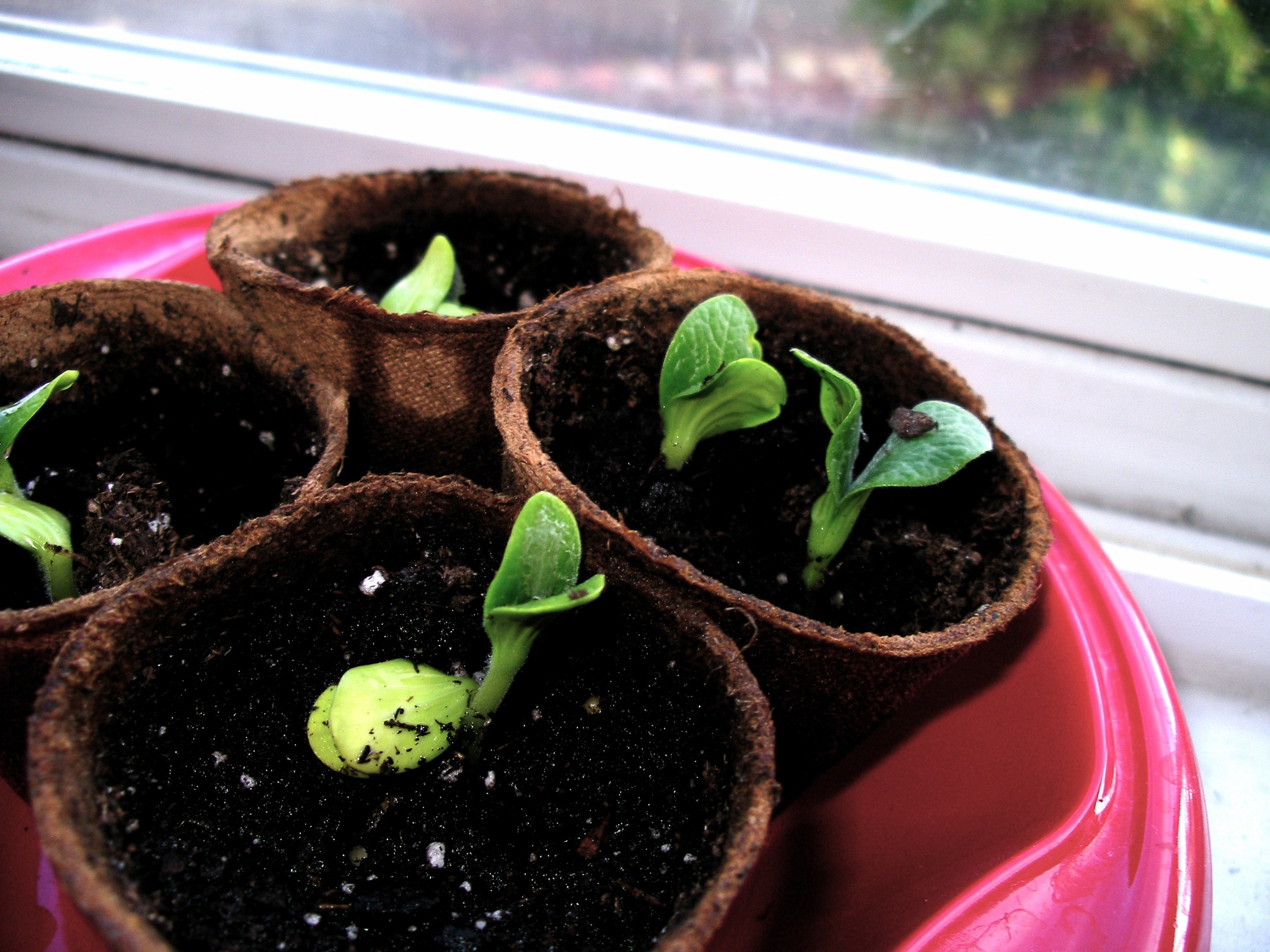 Propagate and prosper