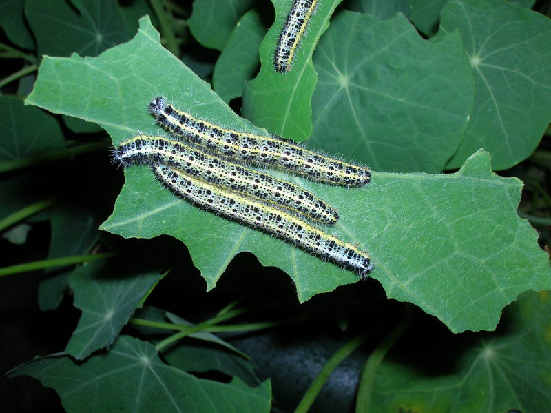 A time to kill those pesky garden pests