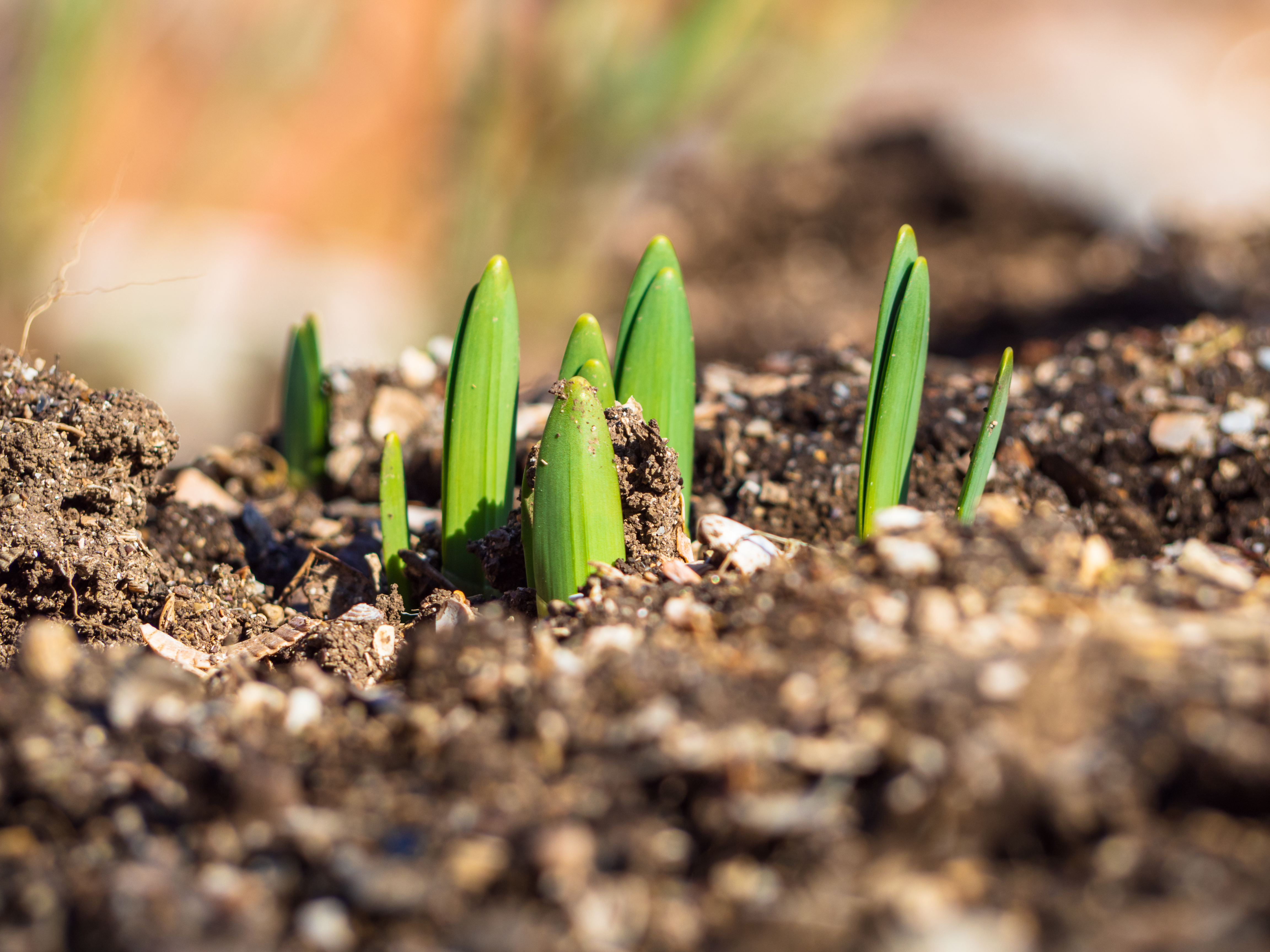 Green shoots of daffodil flowers push through the soil.