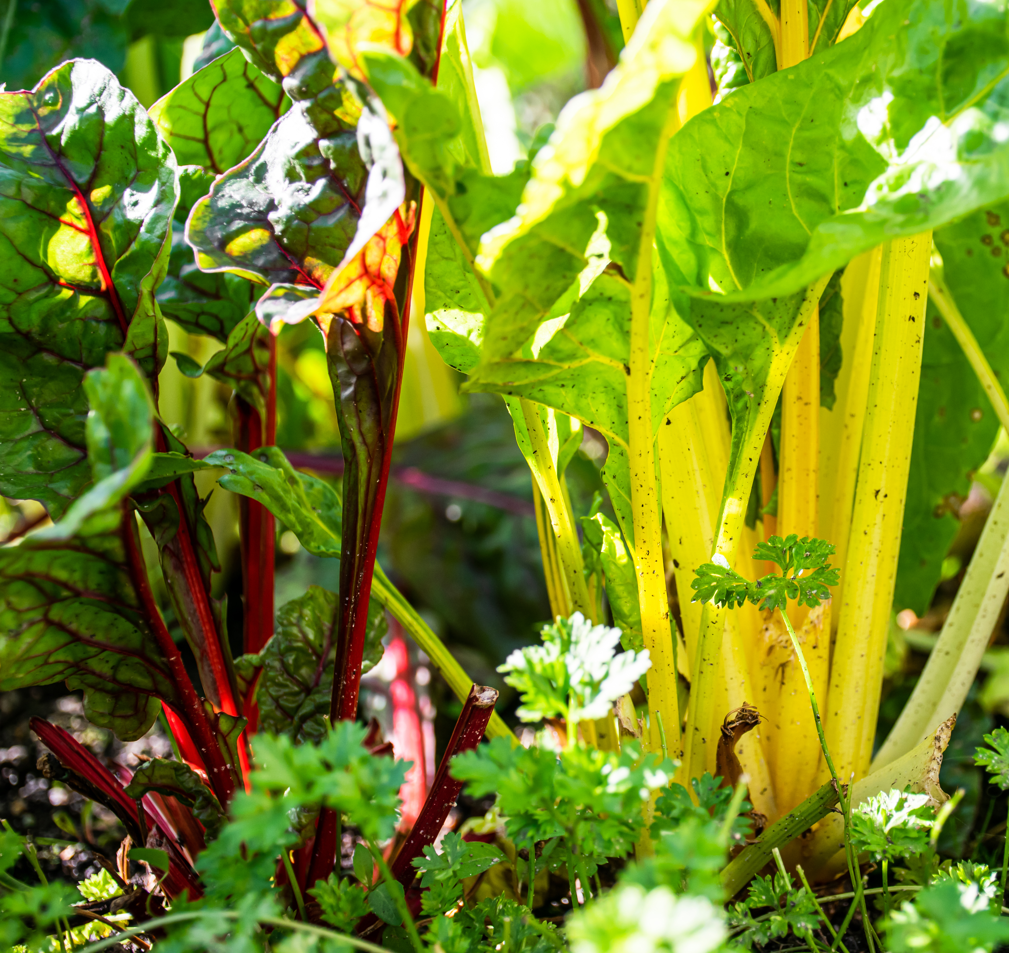 Swiss chard growing in the garden.