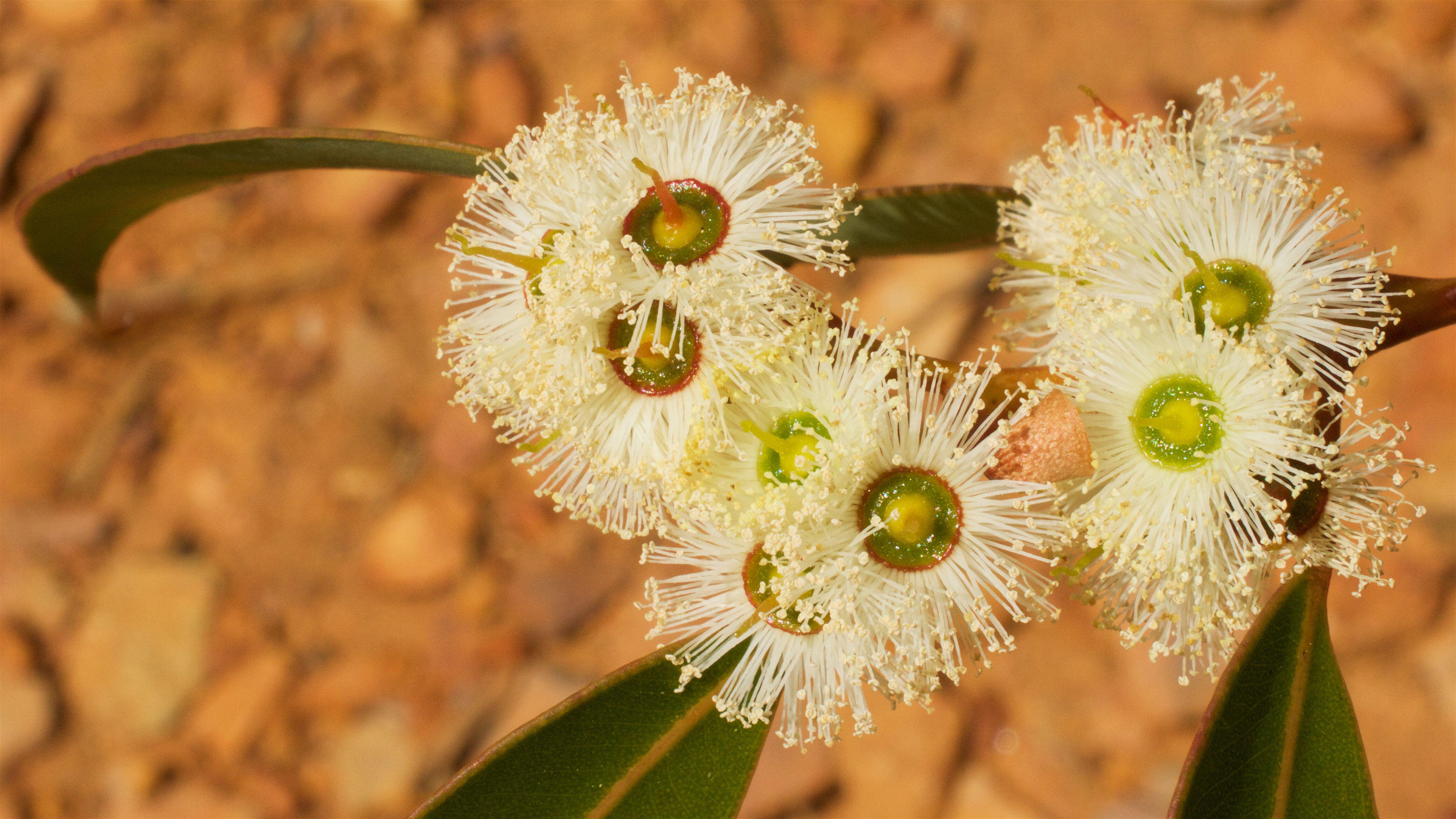 The delicate cream flowers of a native jarrah tree. 