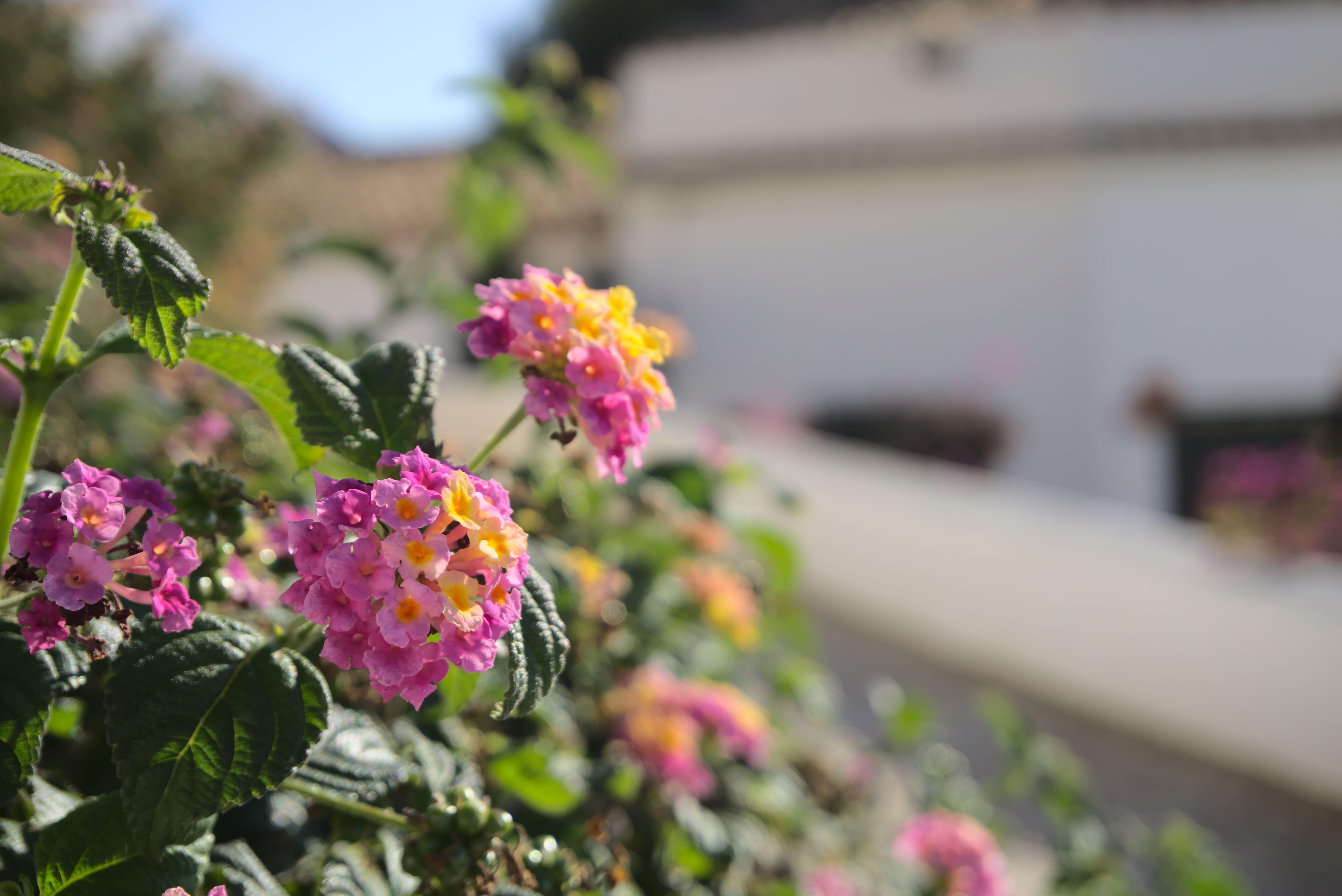 The dark curse of lantana