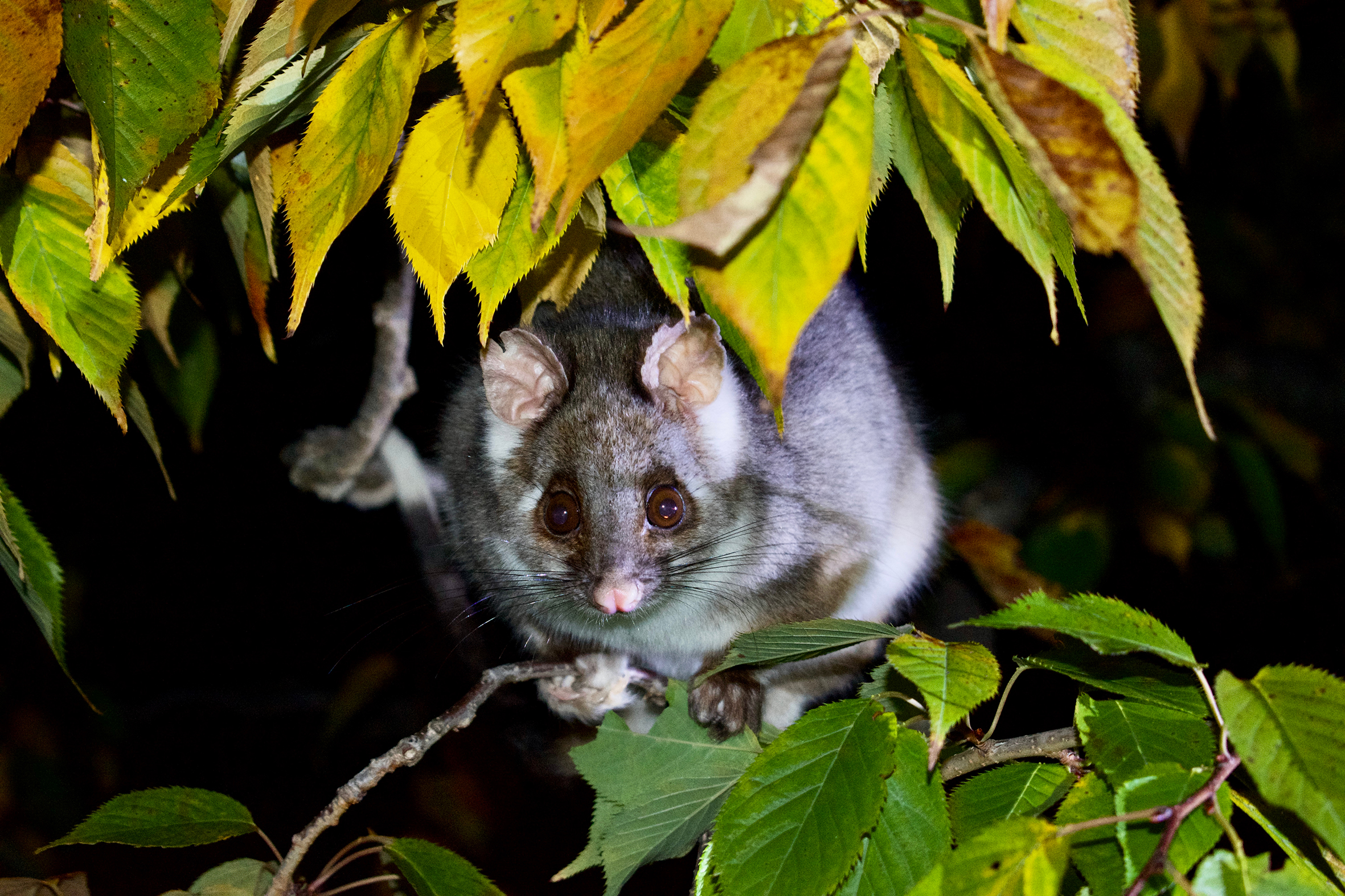 A possum suspended on a thin branch, obscured by leaves in the night.