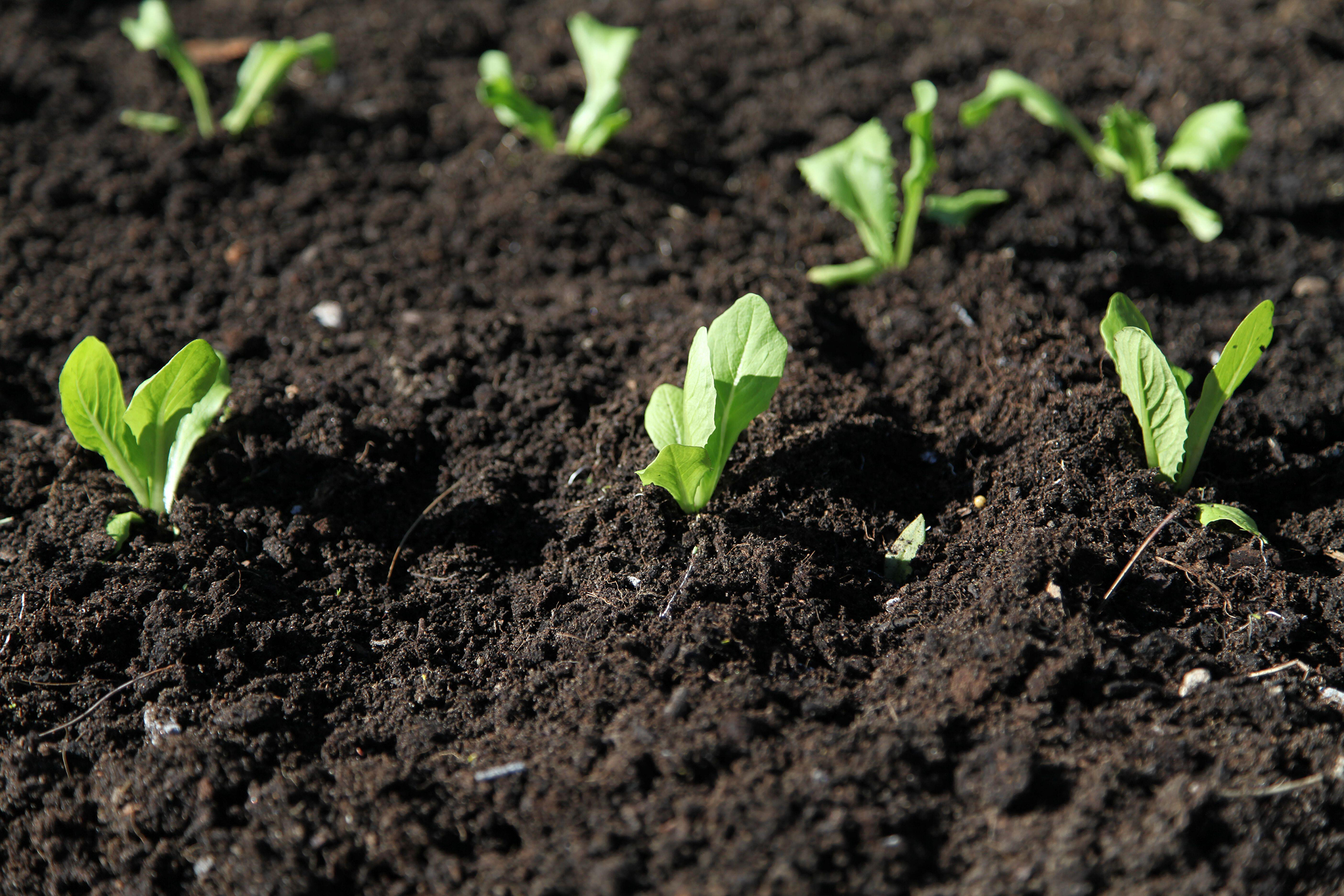 Cos lettuce seedlings.