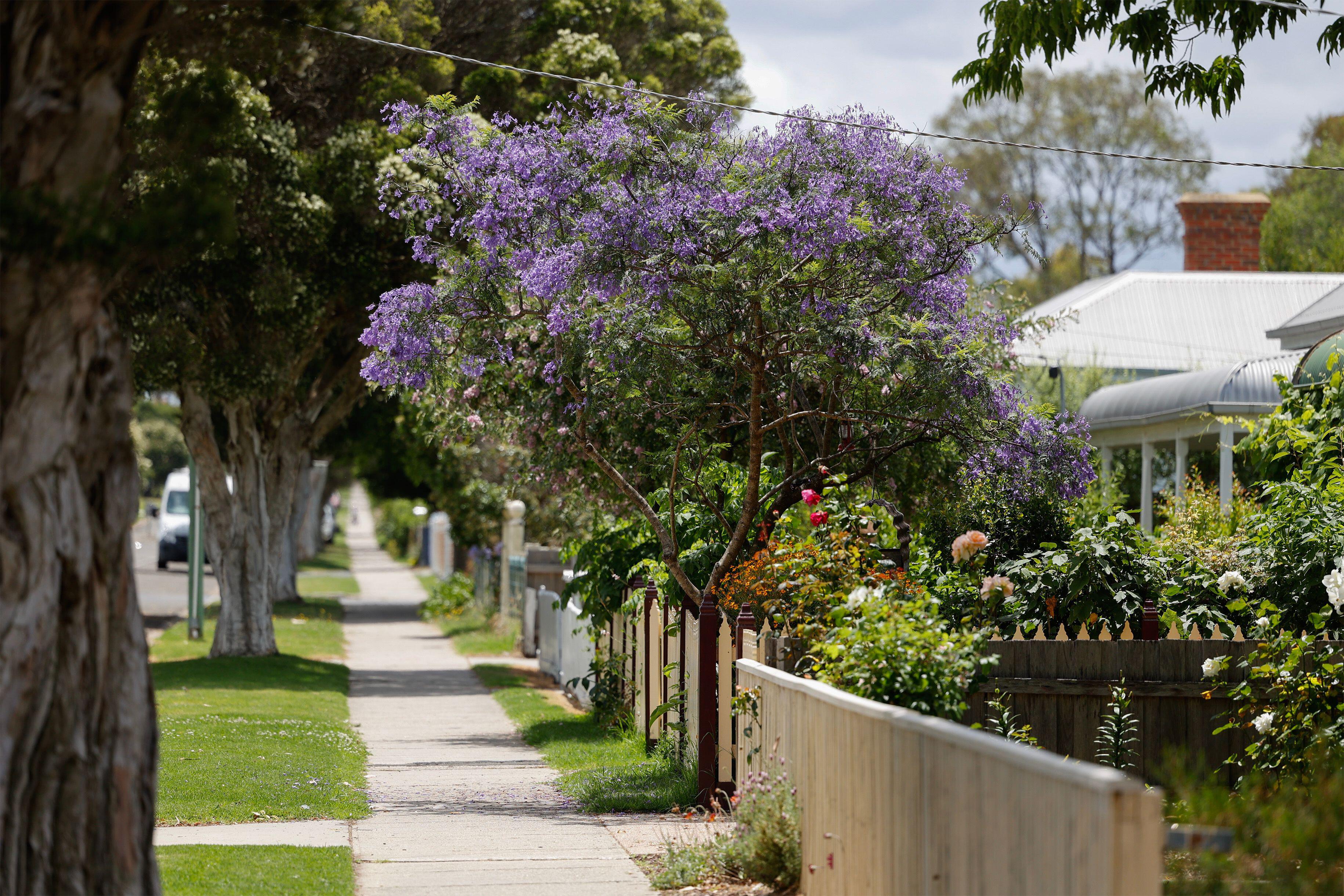 A jacaranda tree stretches out over a suburban pavement.
