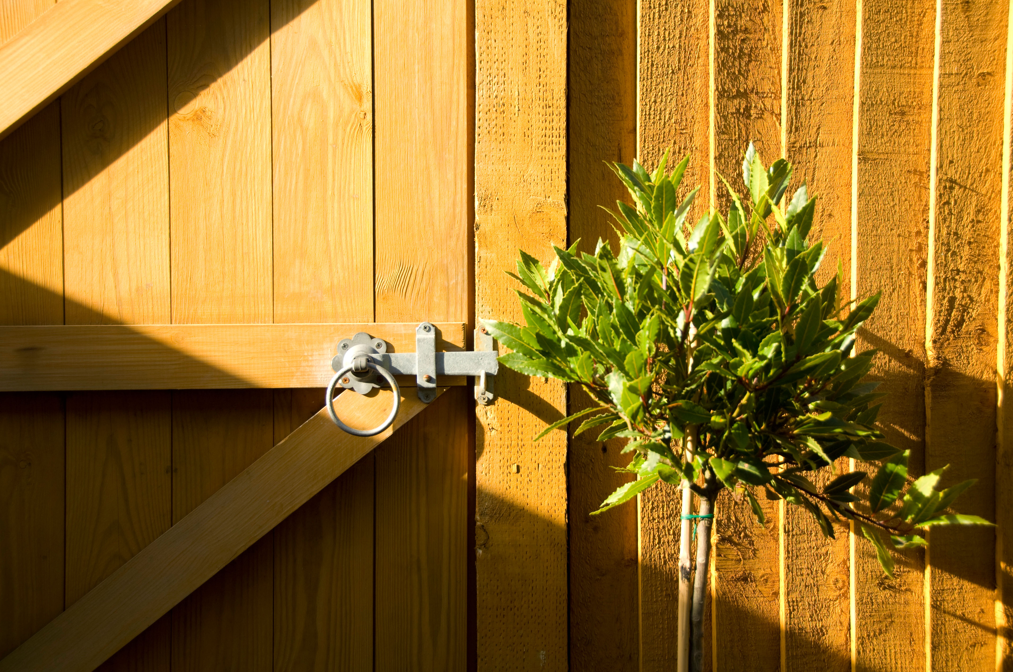 Life as a wayward gardener