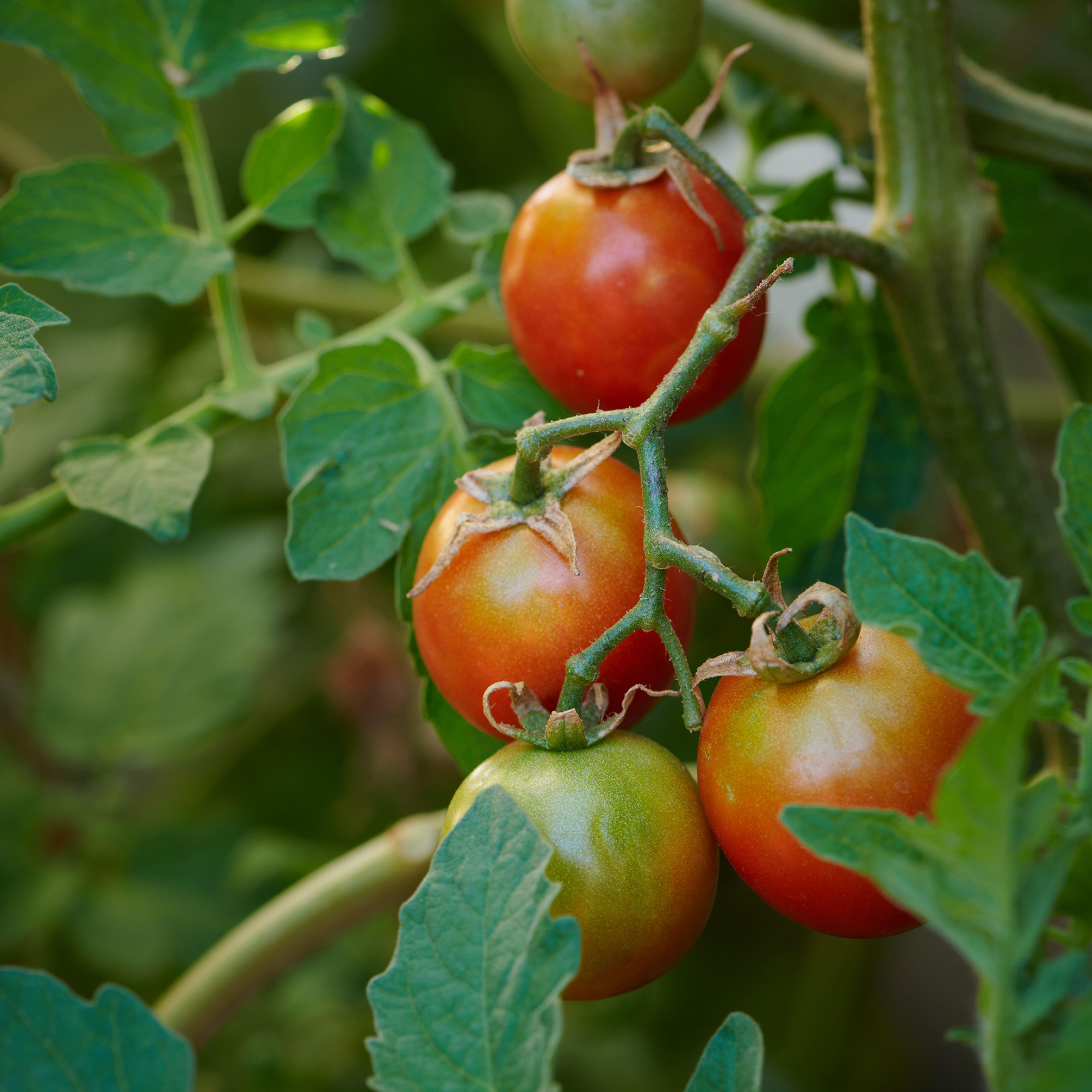 Tomatoes ripening on the vine.