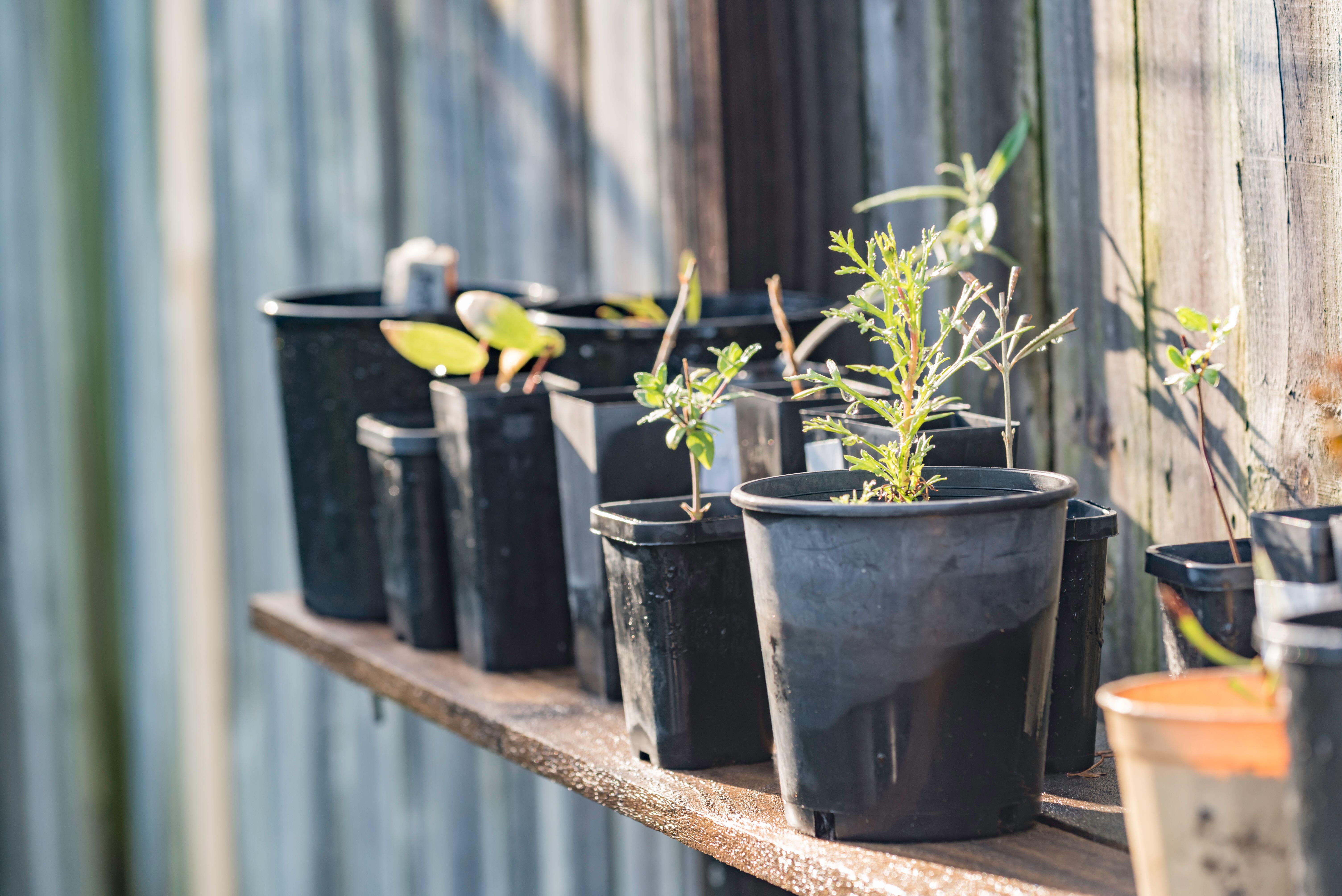 A potting and seedlings bench in the sun.