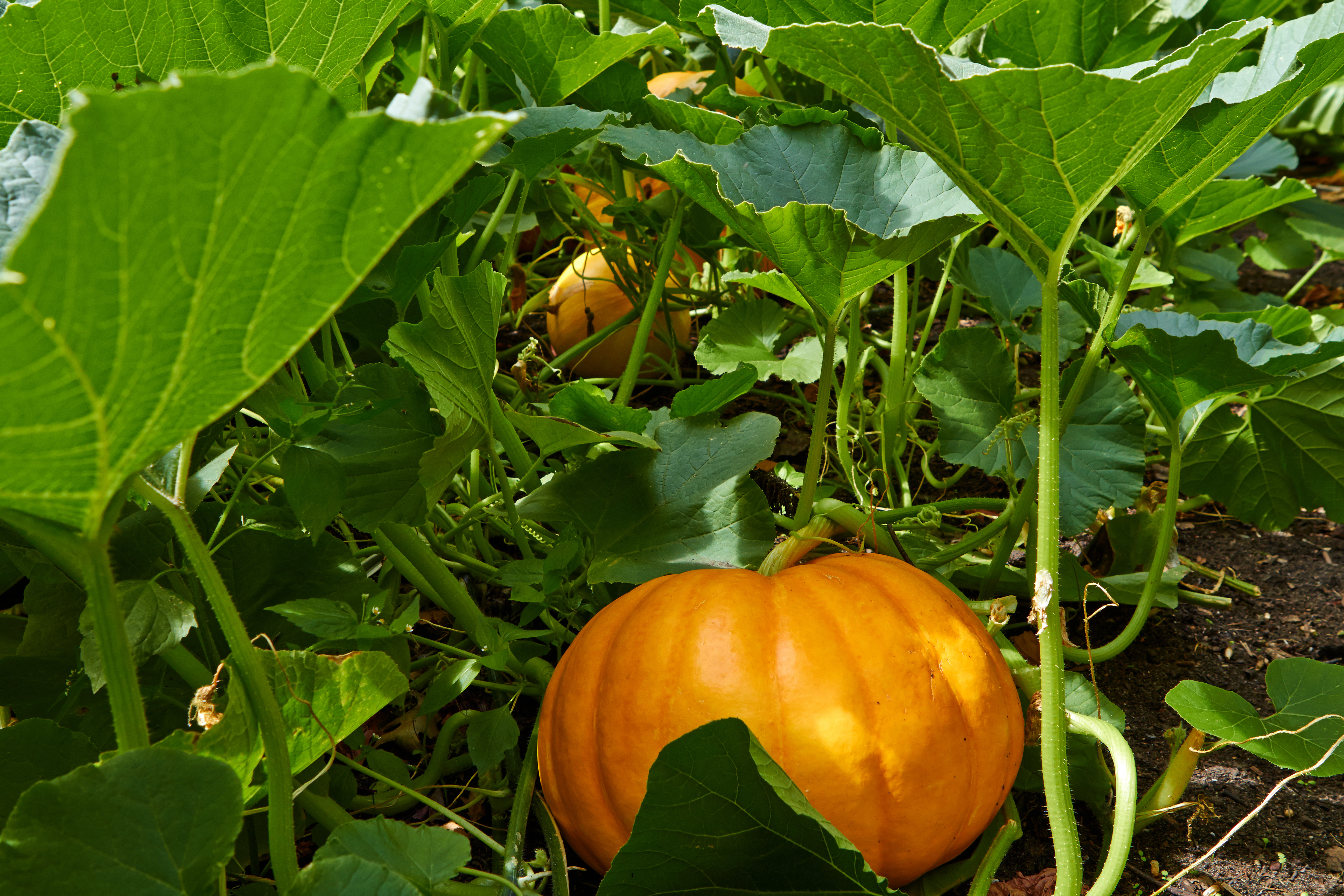 Gourd almighty