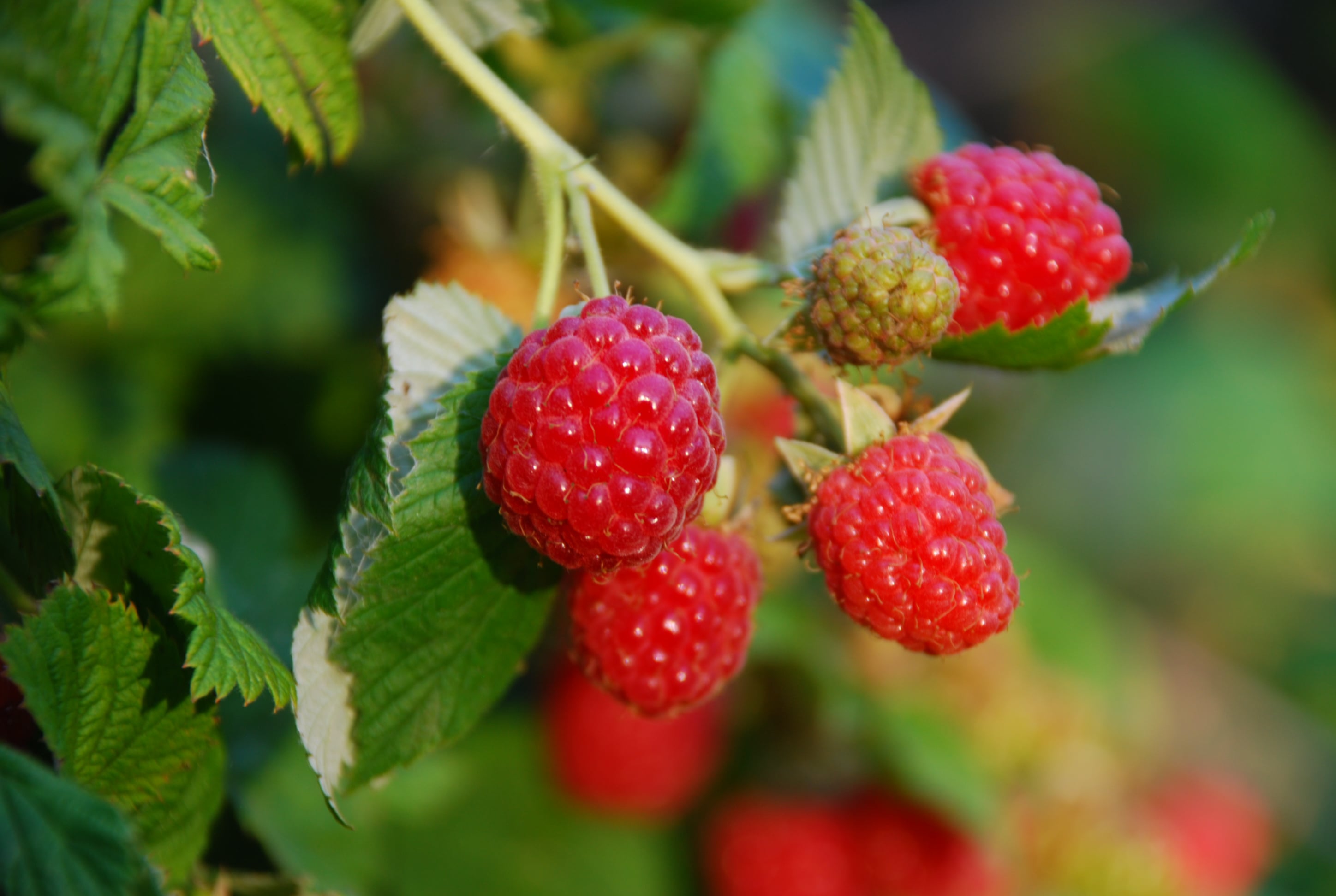 Growing raspberries, strawberries and berries