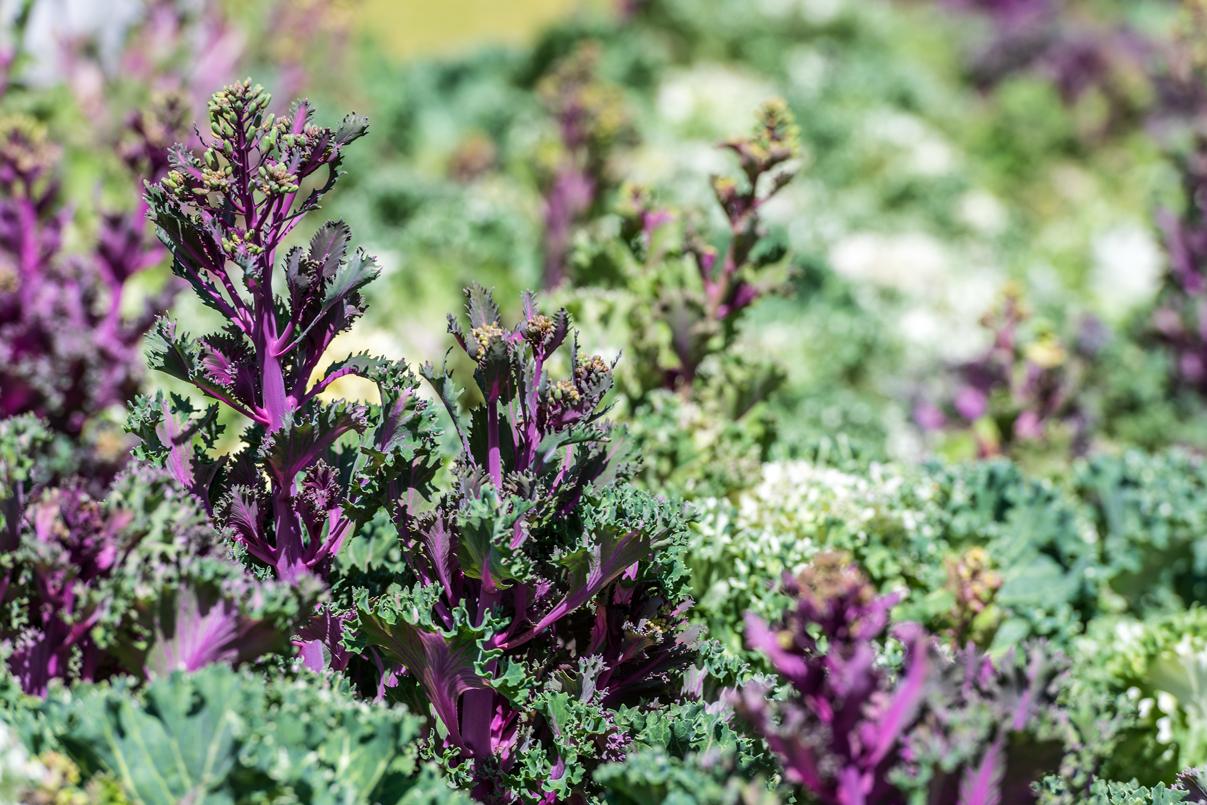 The serrated leaves of purple kale.