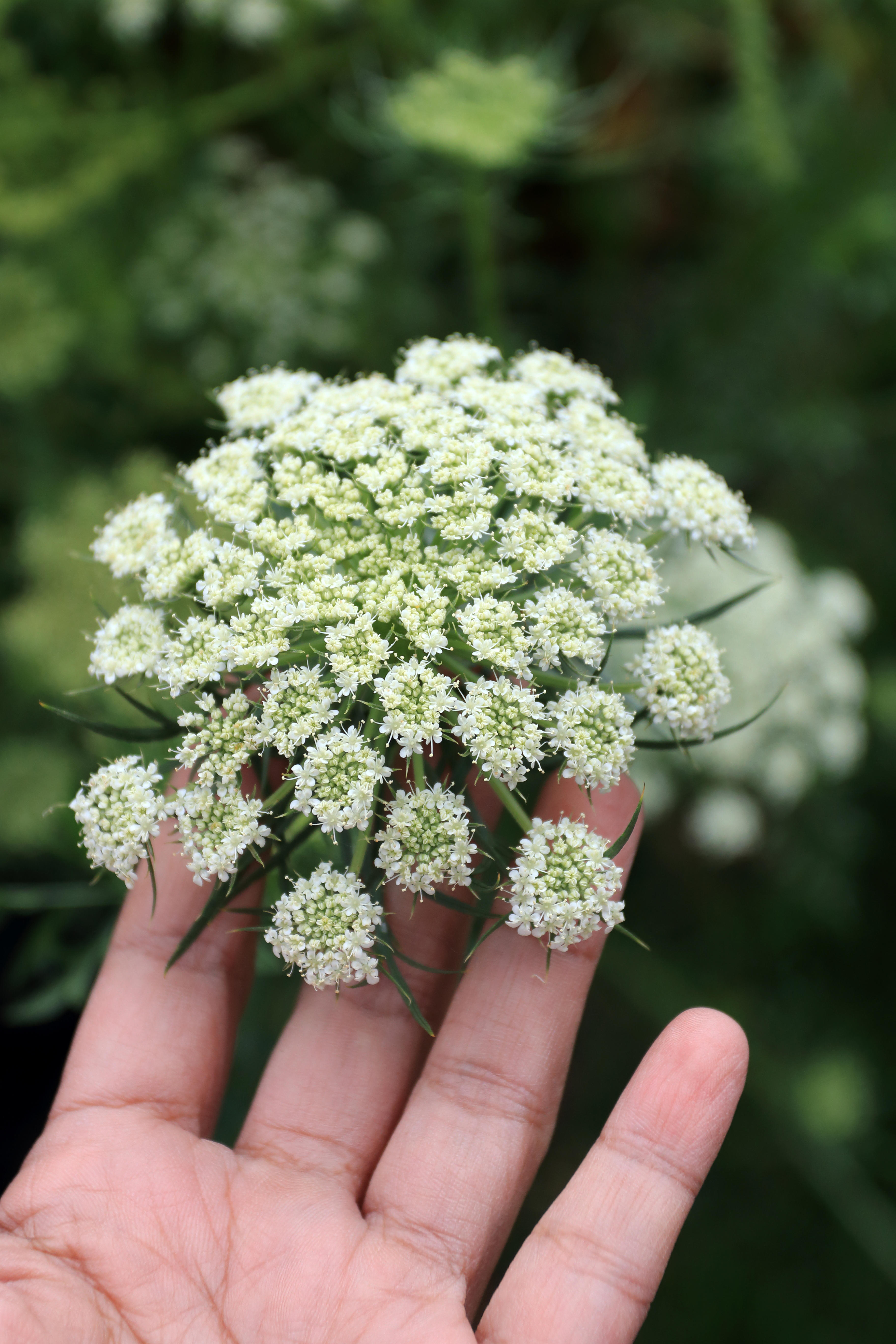A hand extends towards a lacy carrot flower. 