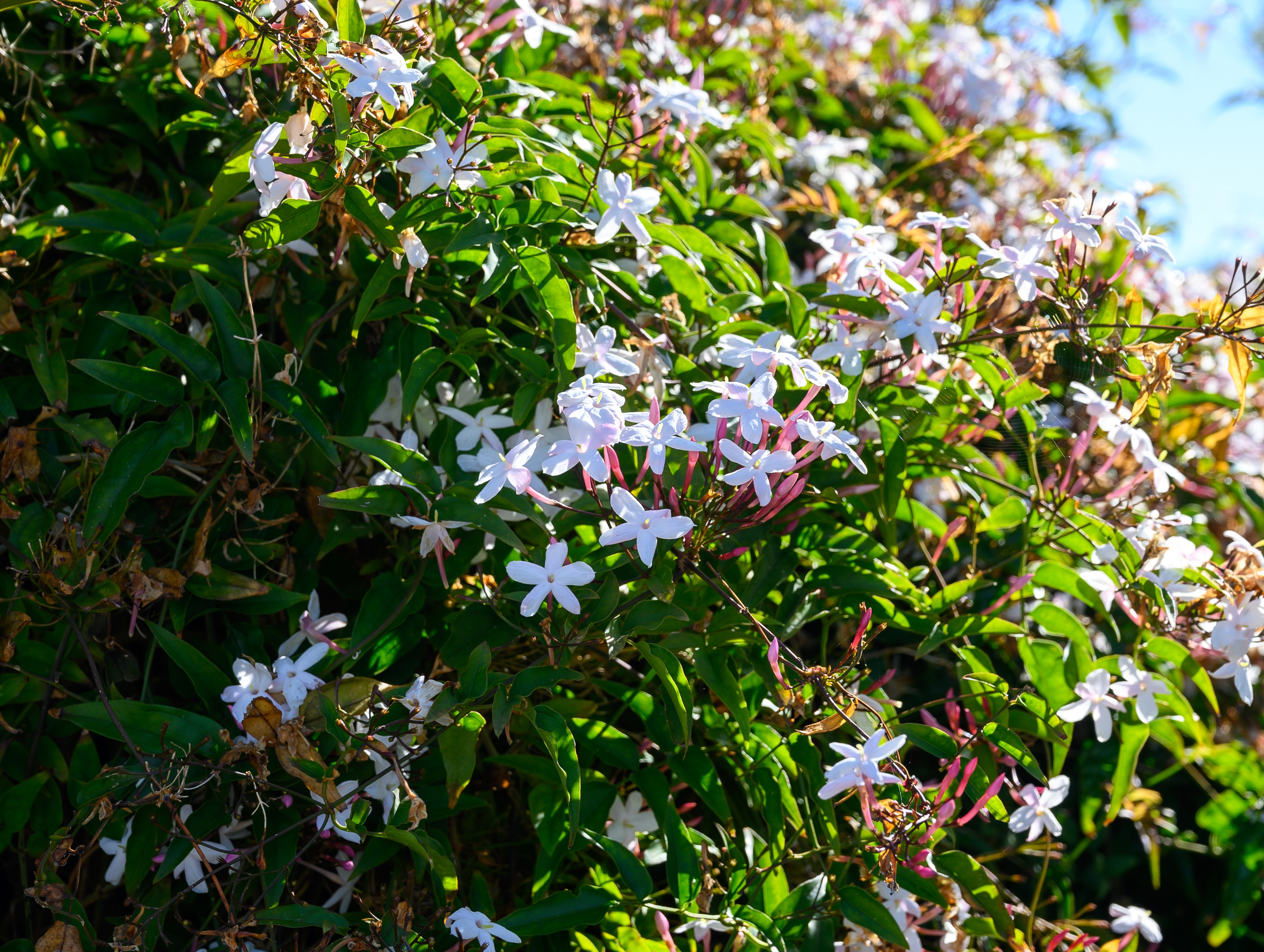 Jasmine and the power of memory